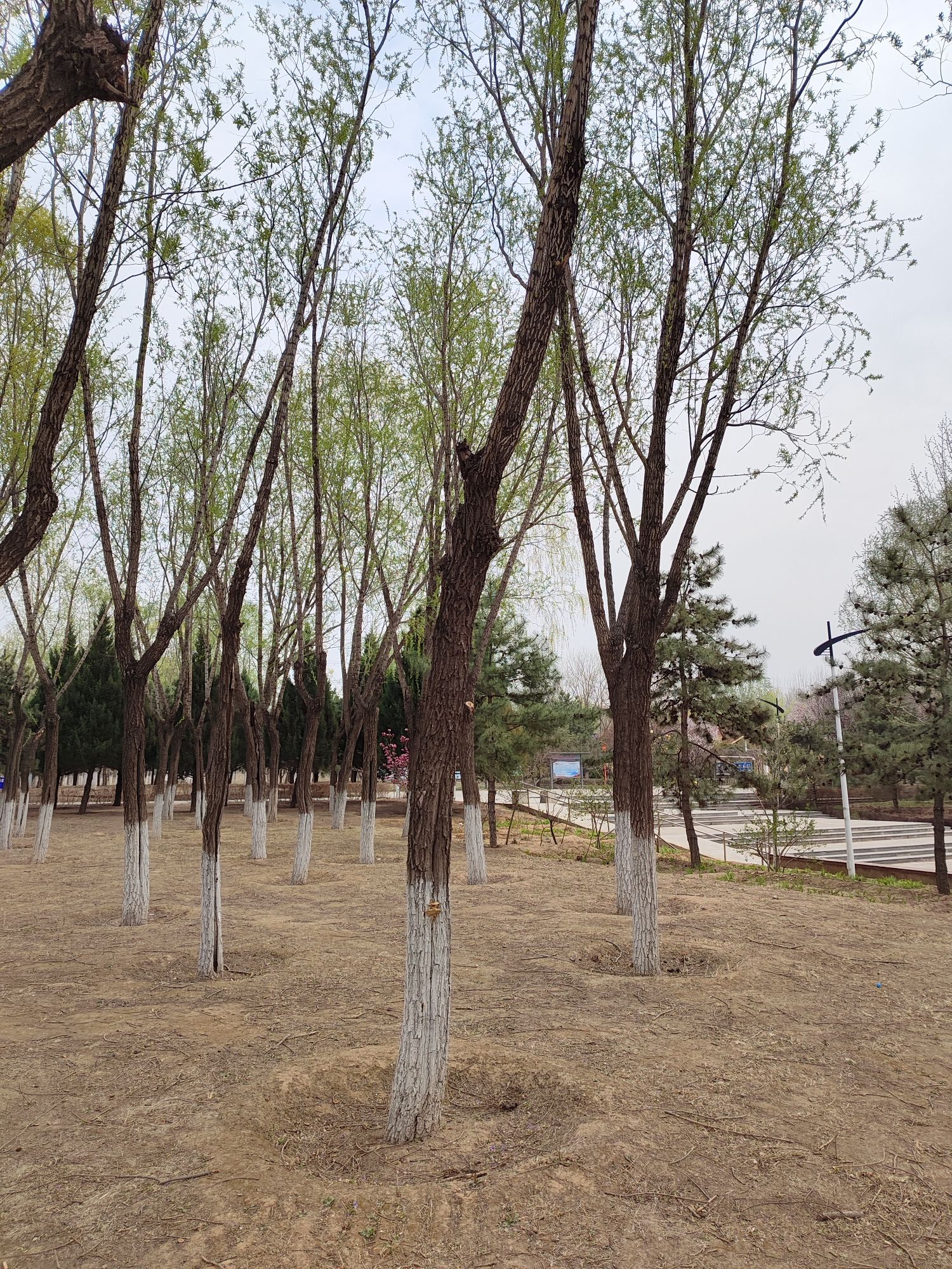 清河营郊野公园旅行图片