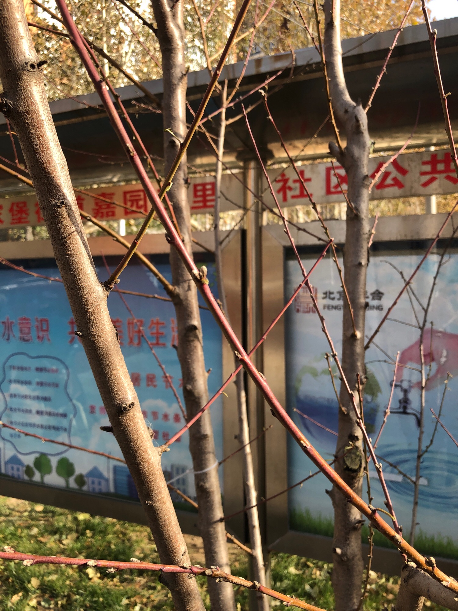 嘉乐公园旅行图片