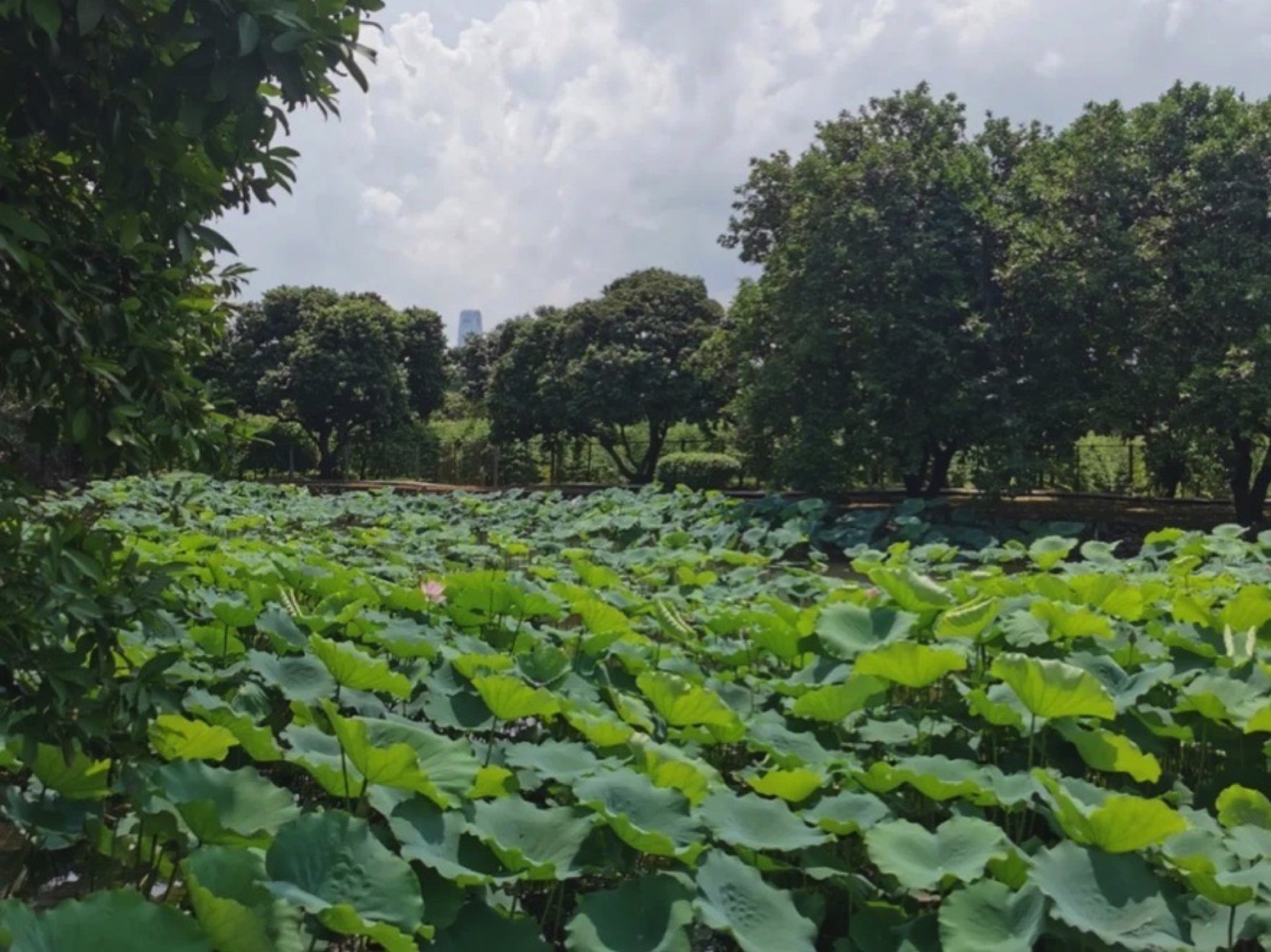 杨桃公园