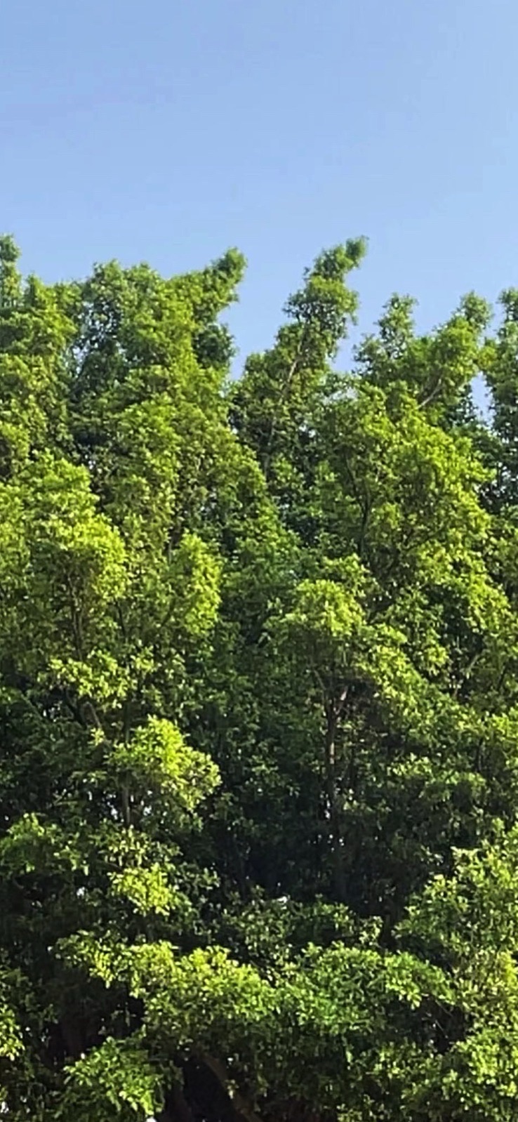 杨桃公园旅行图片