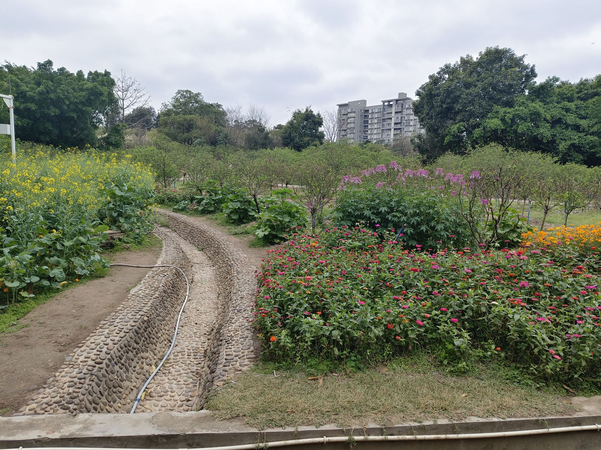 石马桃花公园