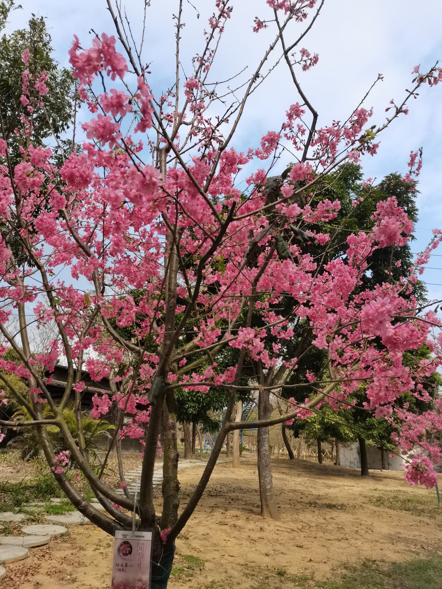 天适樱花悠乐园