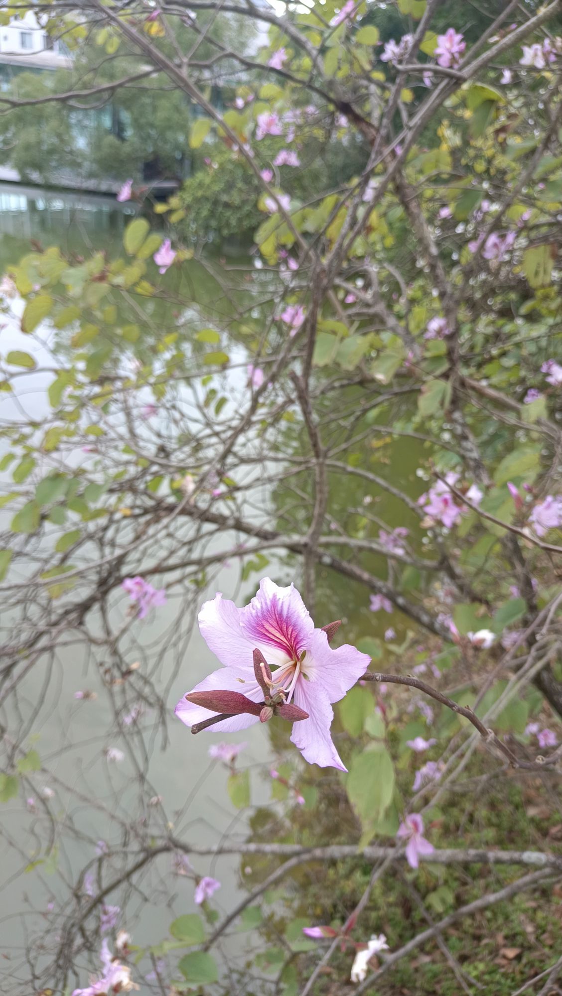 中国科学院华南植物园科研区旅行图片