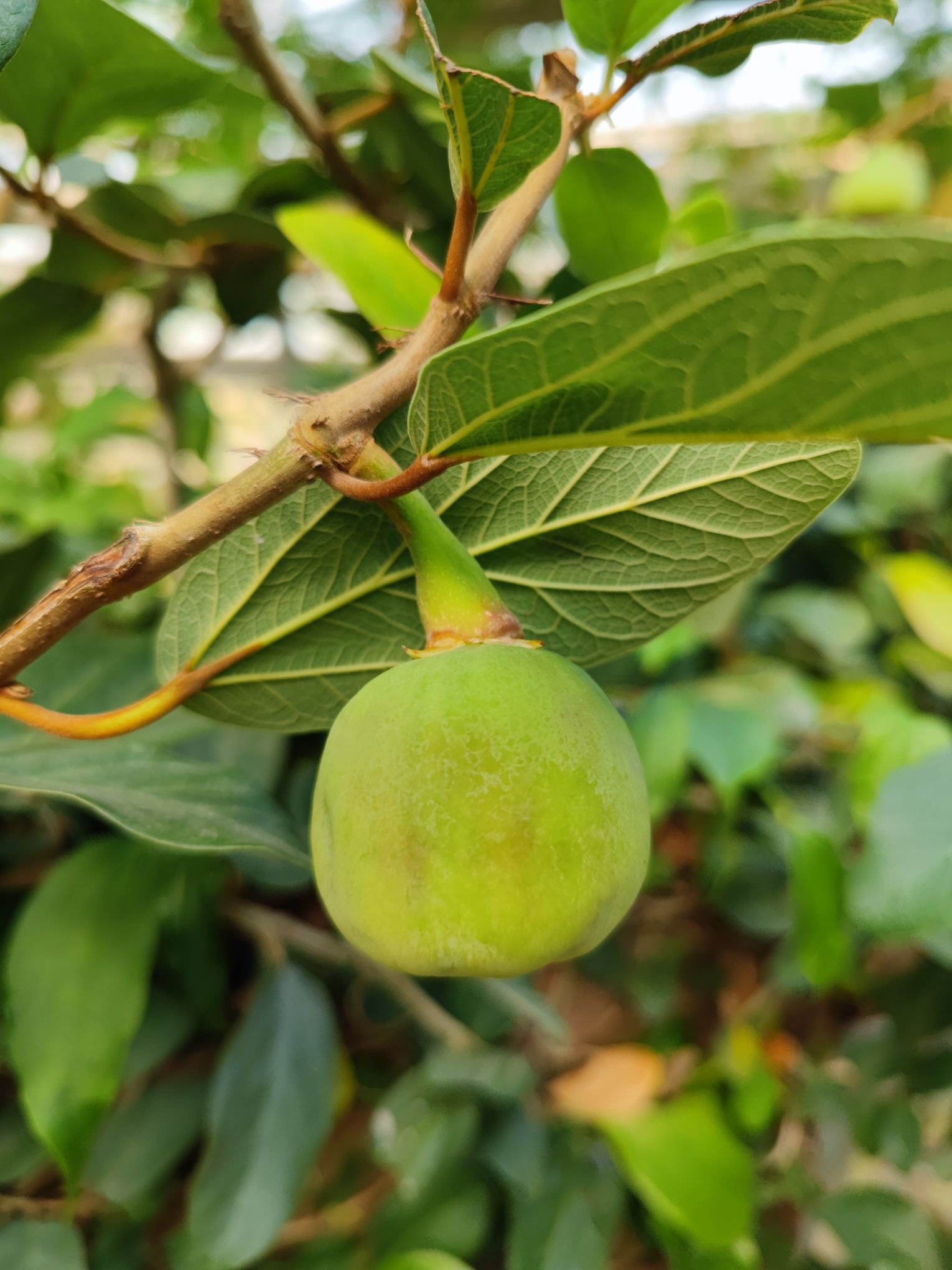 中国科学院华南植物园科研区旅行图片