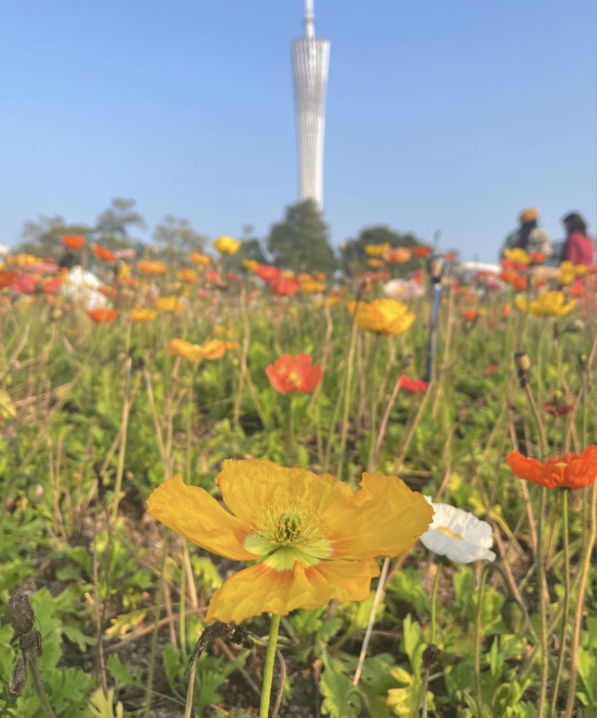 二沙岛