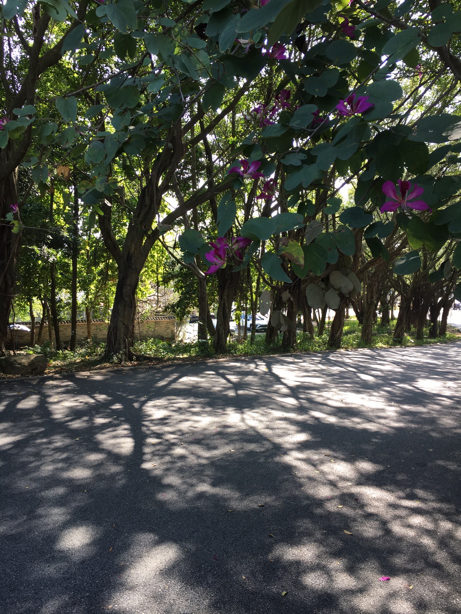春色景区