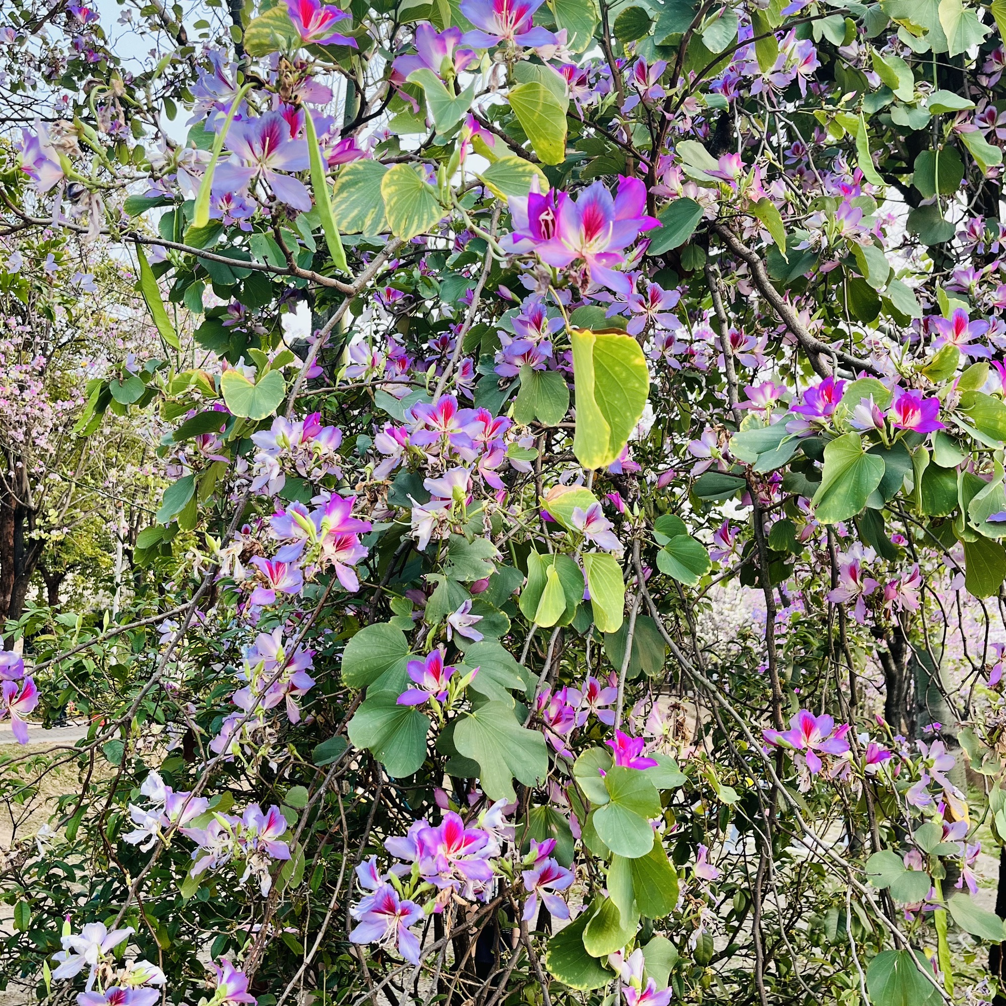 广东花都湖国家湿地公园旅行图片