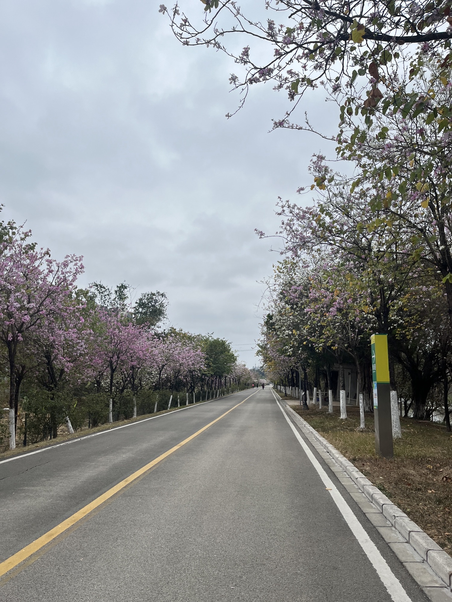 广东花都湖国家湿地公园旅行图片