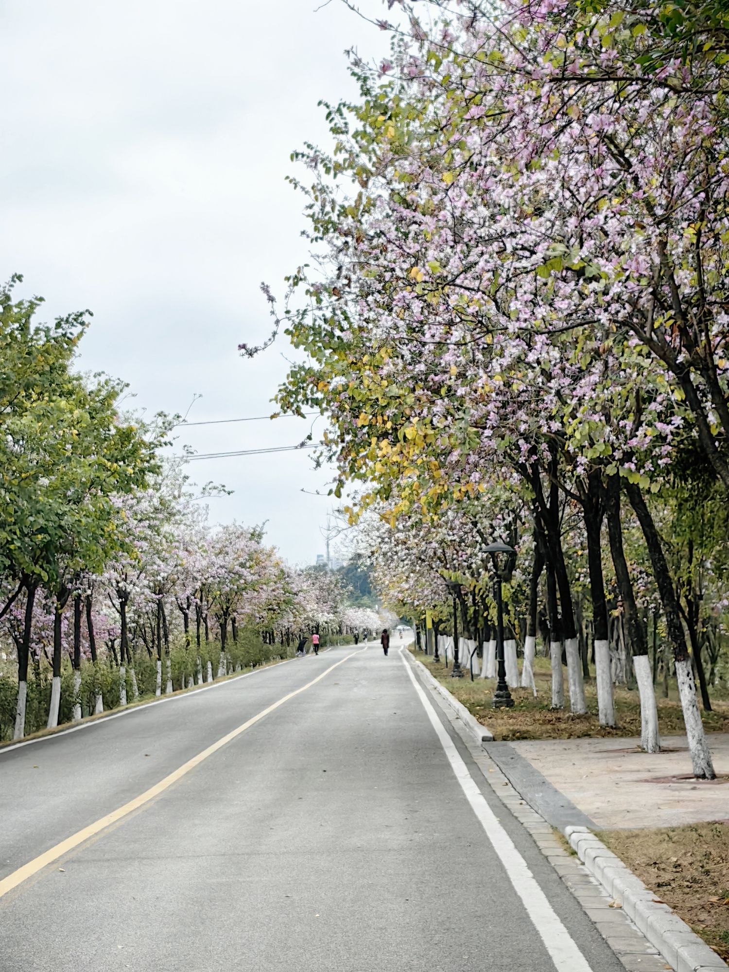 广东花都湖国家湿地公园旅行图片