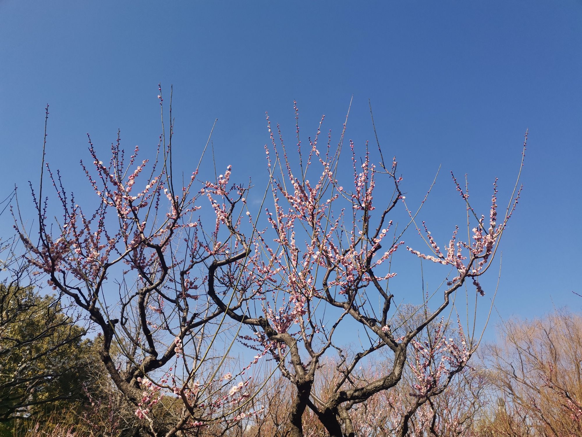 莘庄公园旅行图片