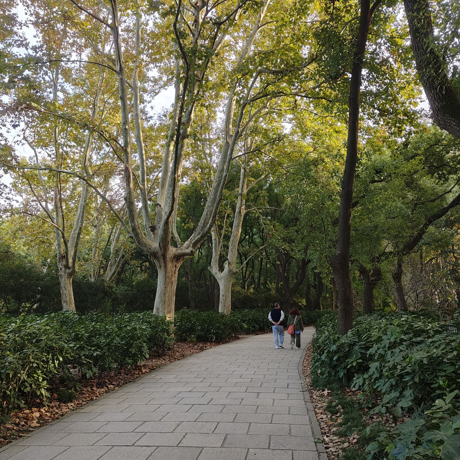 上海共青森林公园旅行图片