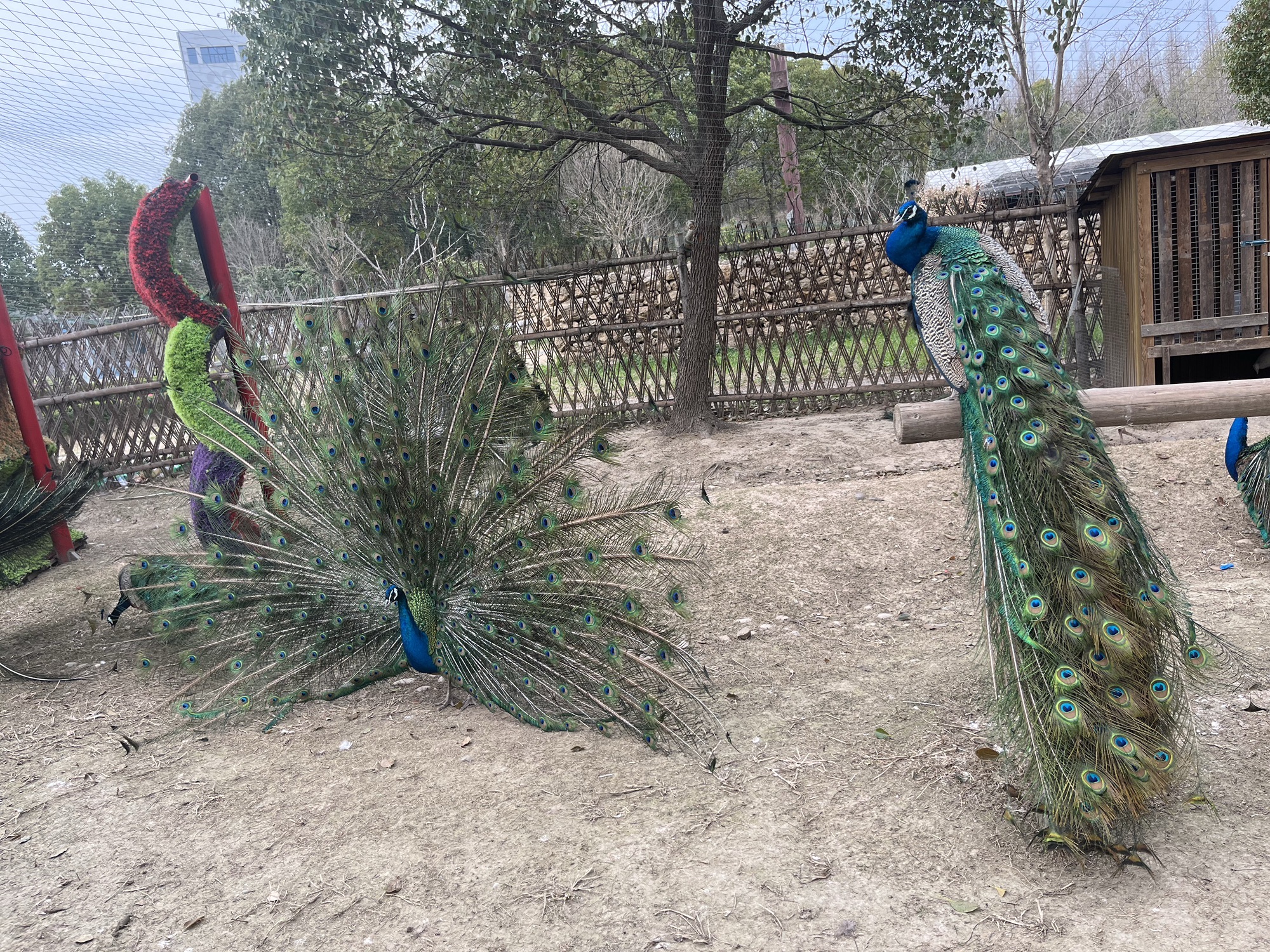 东平国家森林公园旅行图片