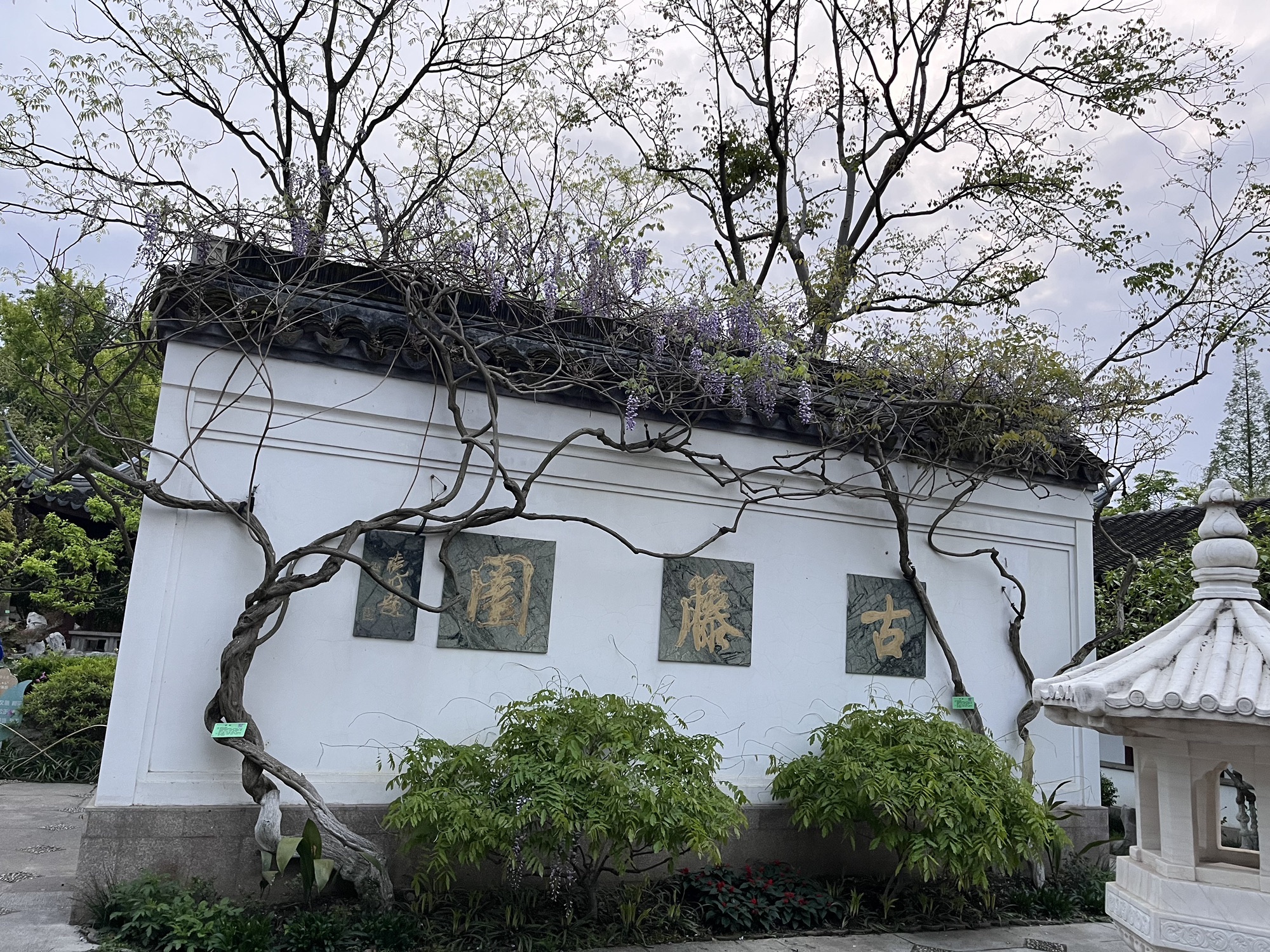 古藤园