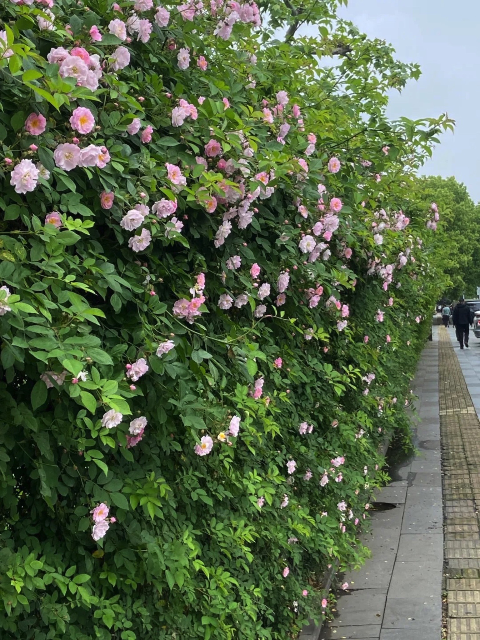 北箐园旅行图片