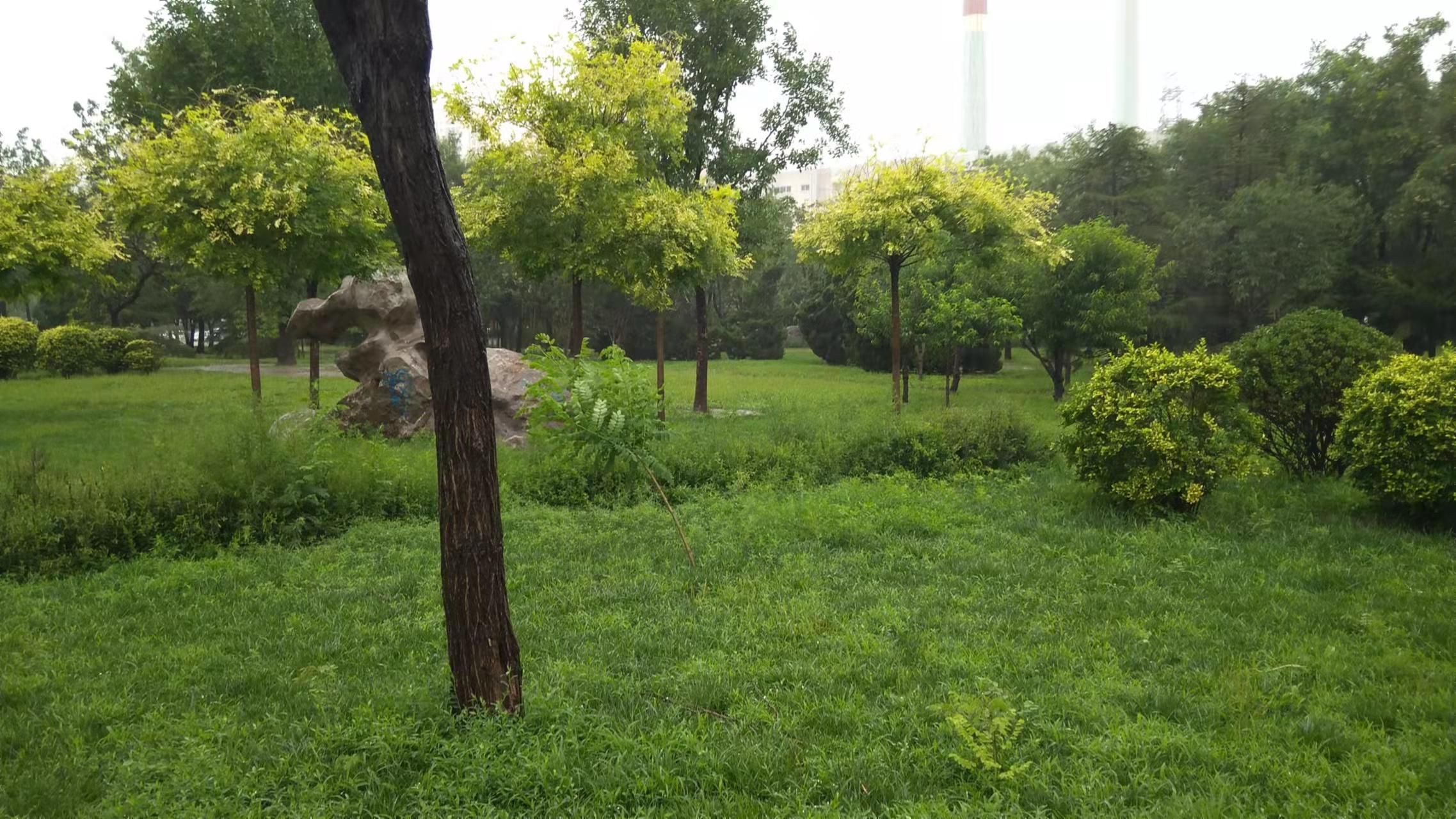 新港公园
