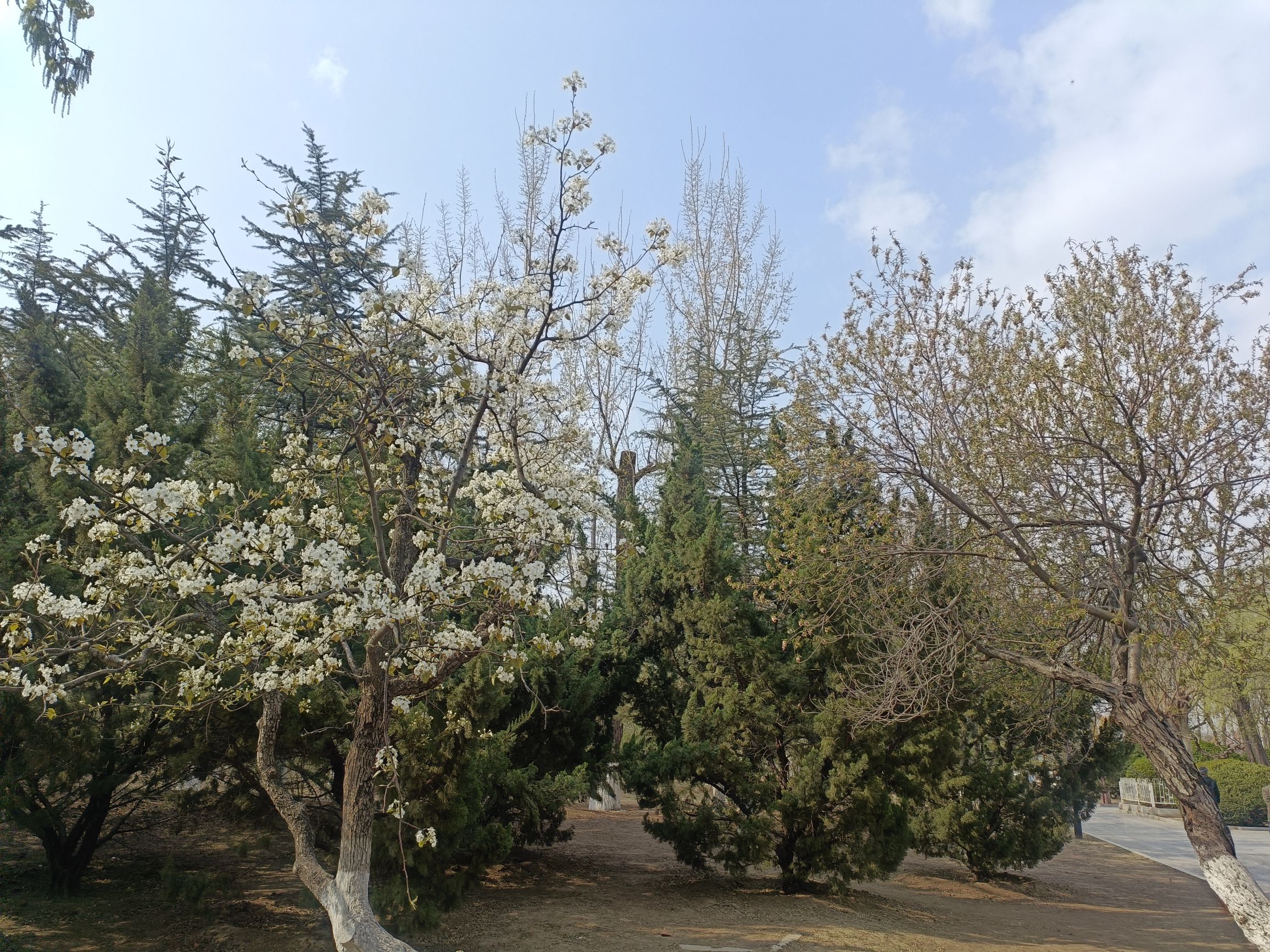 西沽公园旅行图片