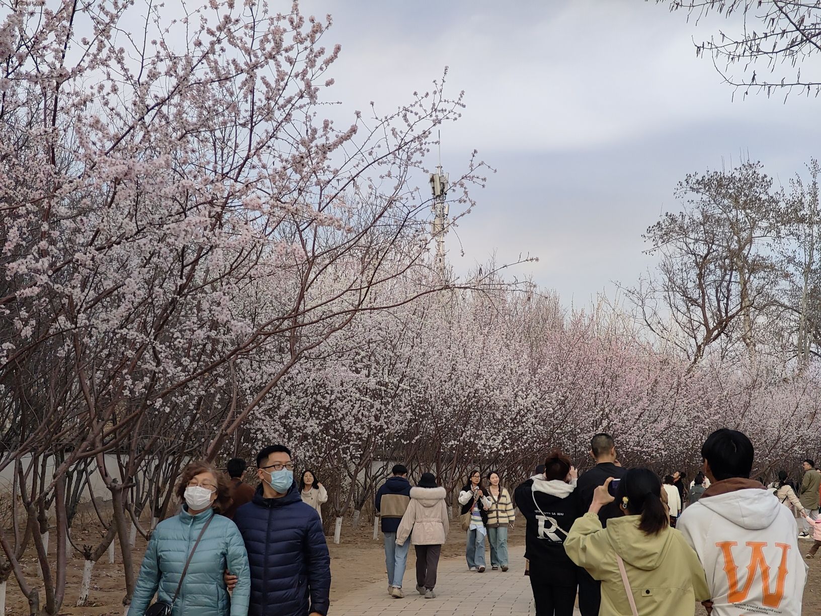 西沽公园旅行图片