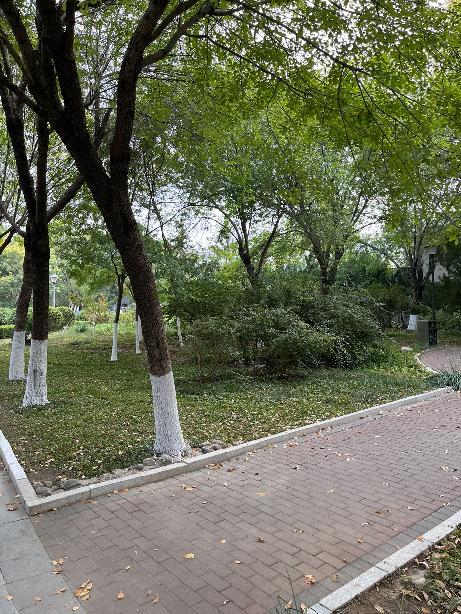 大港公园旅行图片