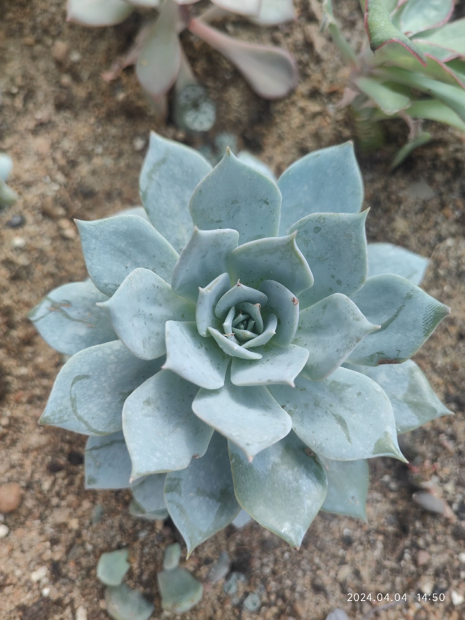 泰达热带植物园旅行图片