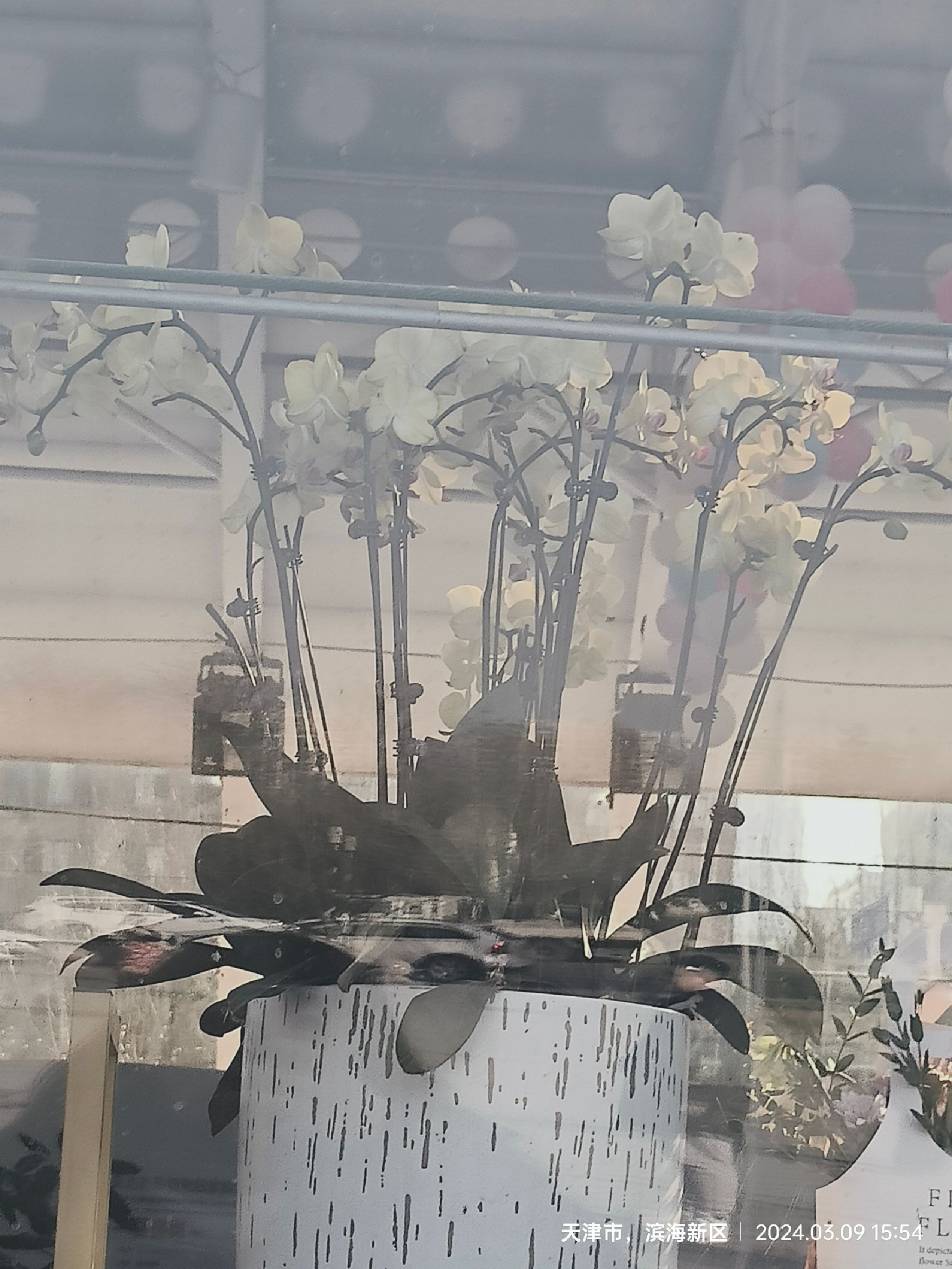 泰达热带植物园旅行图片