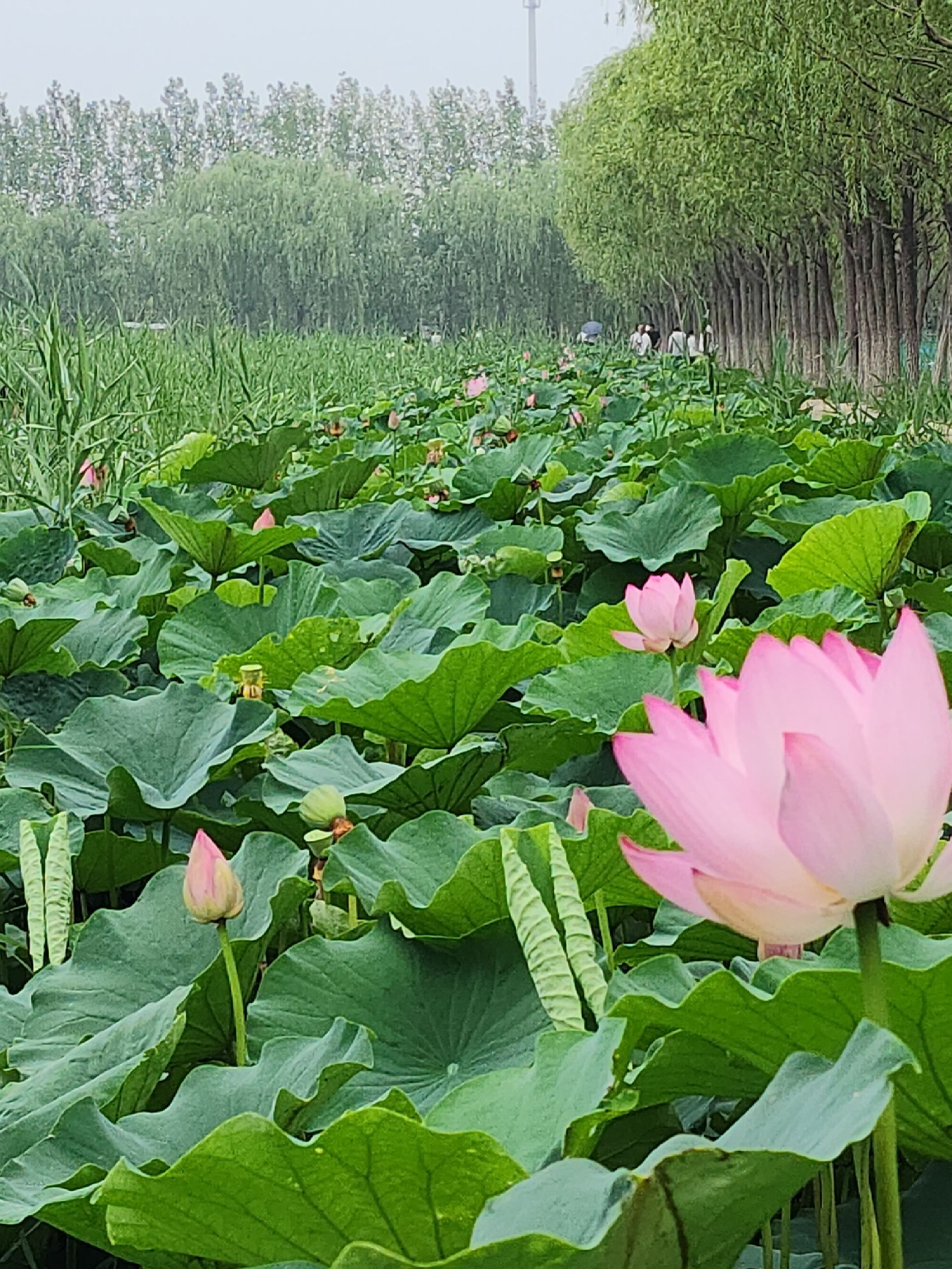 西青郊野公园