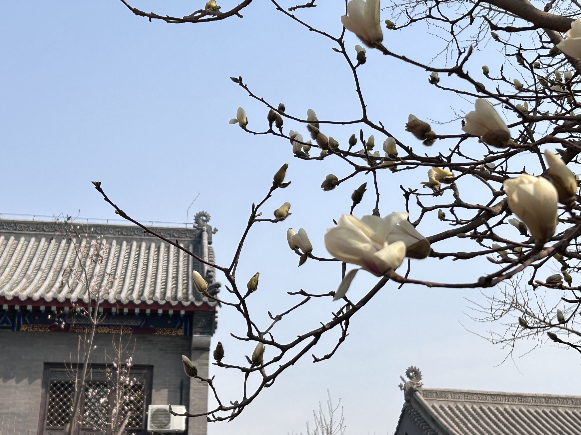 东塔园旅行图片