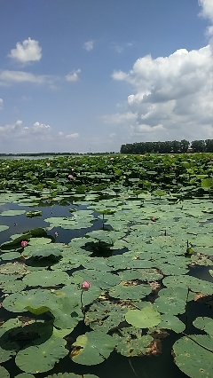 沈阳仙子湖风景旅游度假区旅行图片