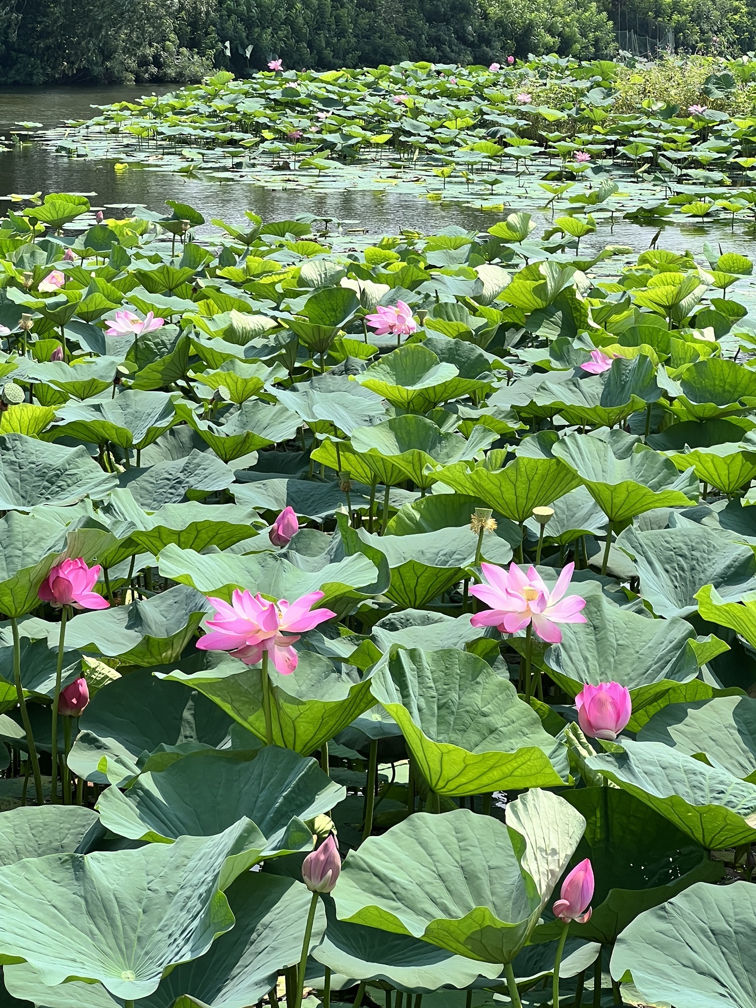 沈阳仙子湖风景旅游度假区旅行图片