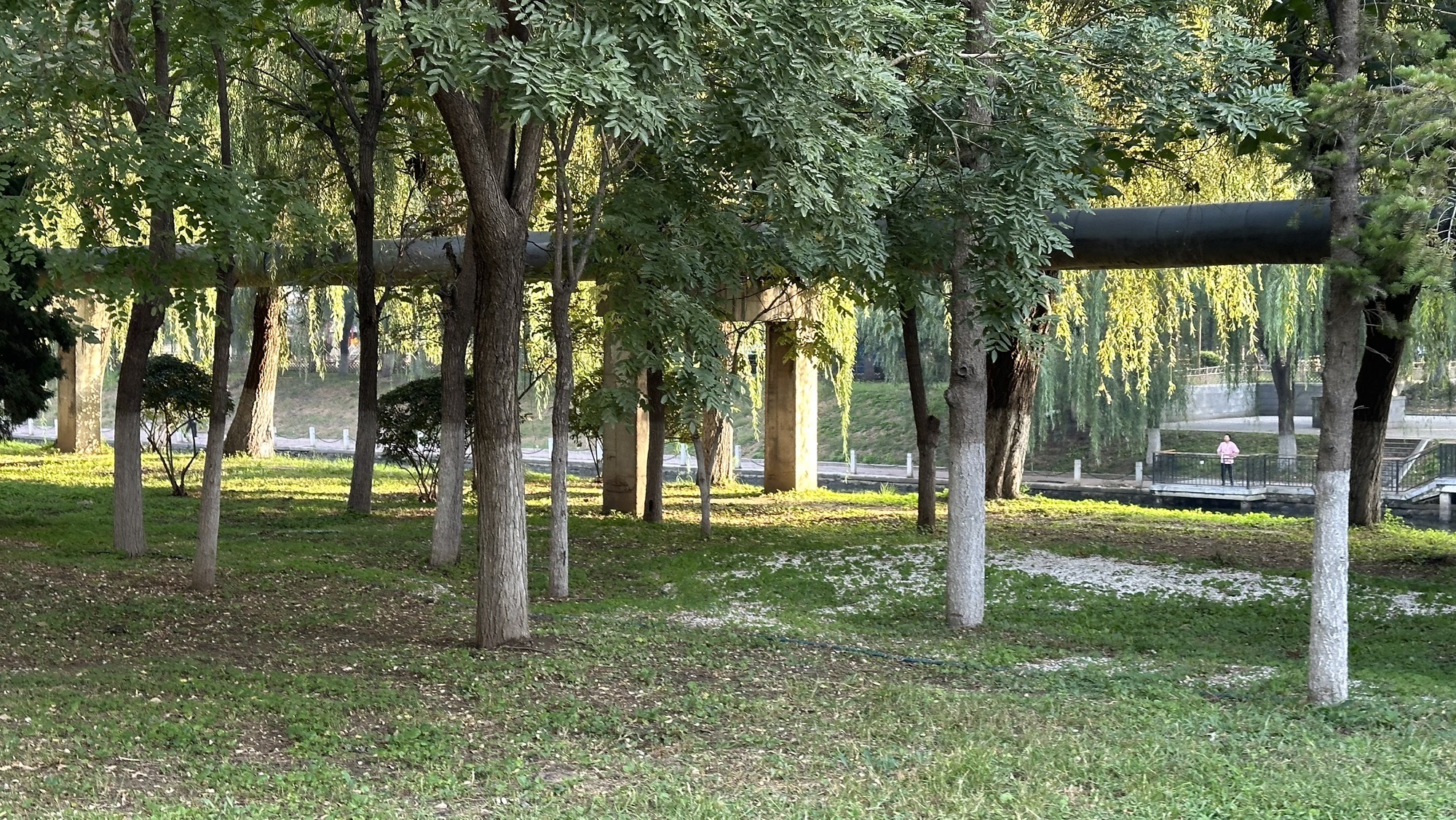 黎明公园旅行图片