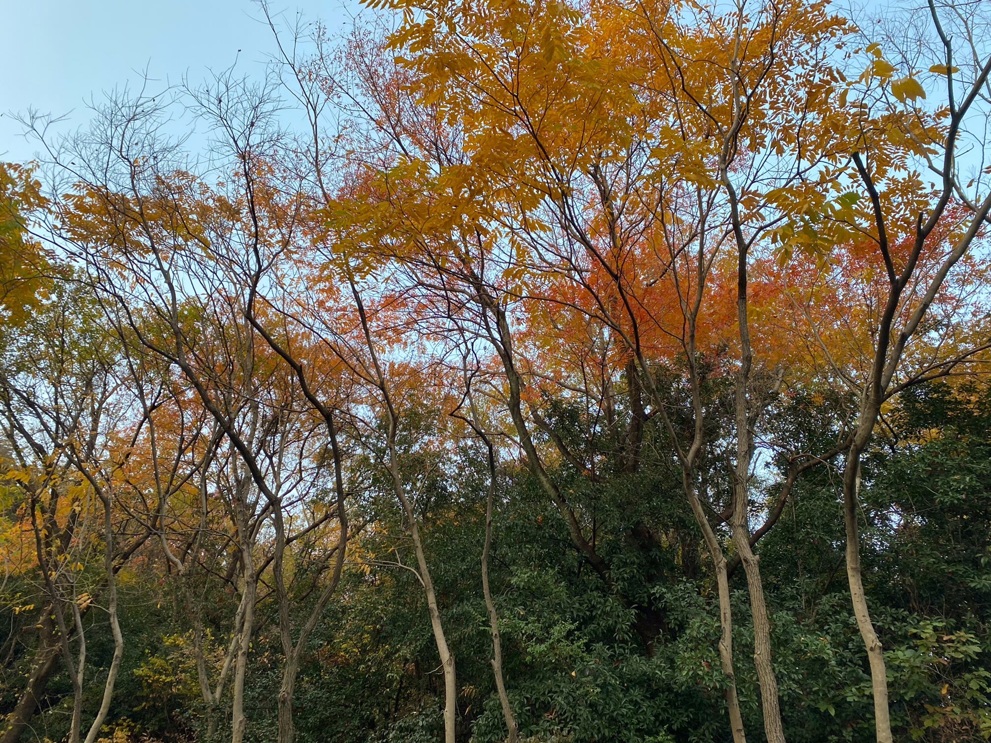南京聚宝山公园旅行图片