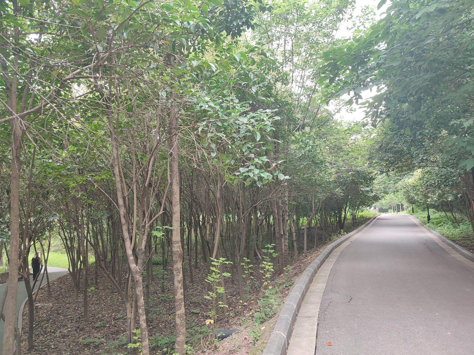 太平山公园