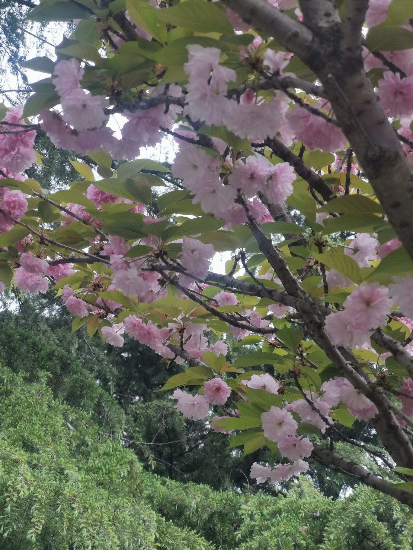 武汉市和平公园旅行图片