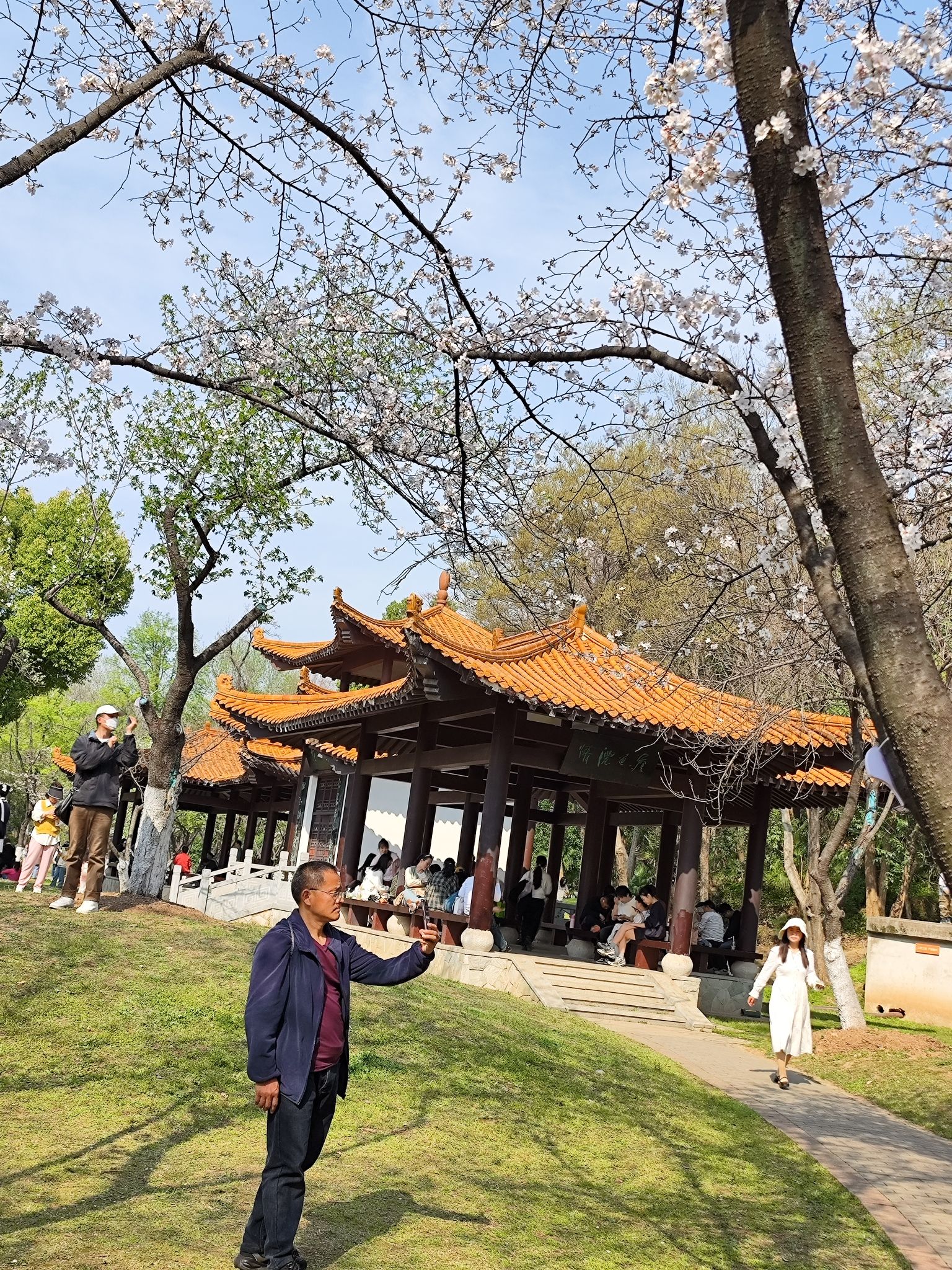 青山公园旅行图片