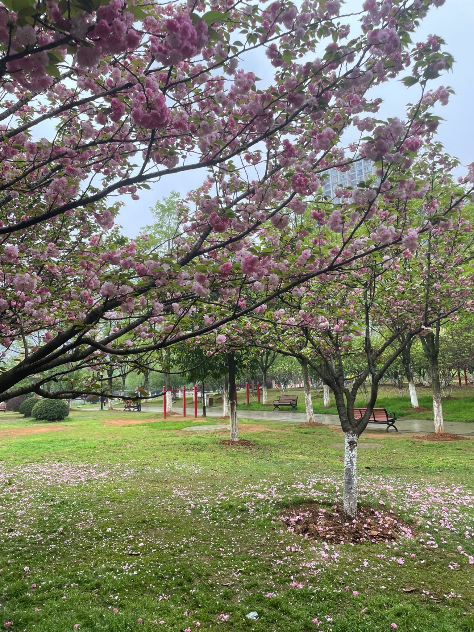 关山荷兰风情园旅行图片