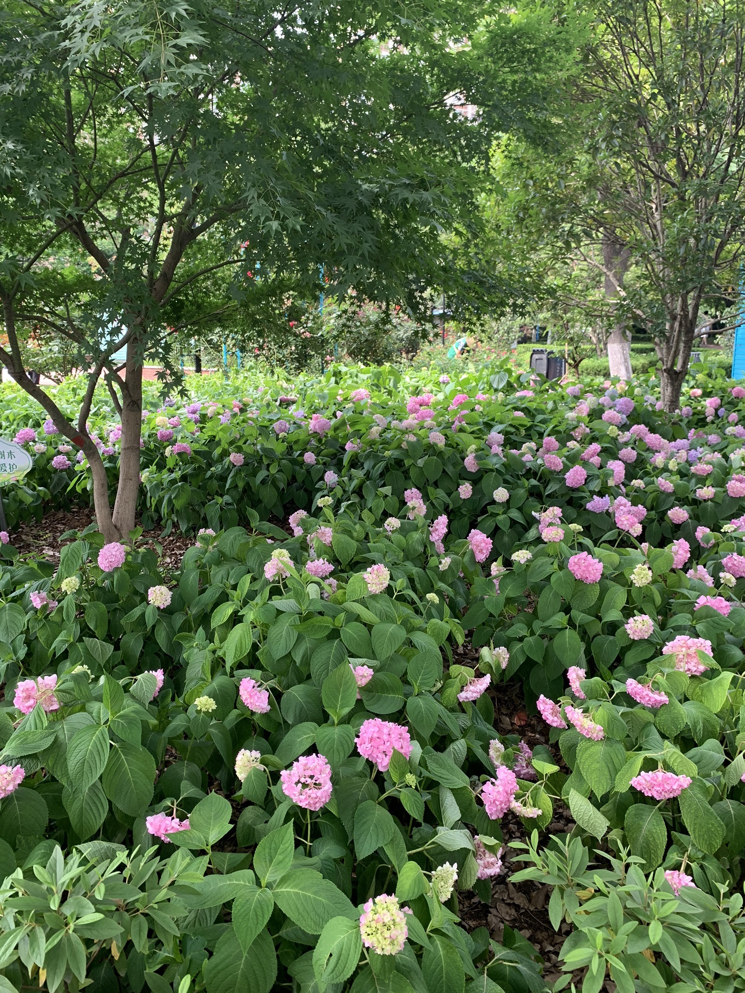 关山荷兰风情园旅行图片