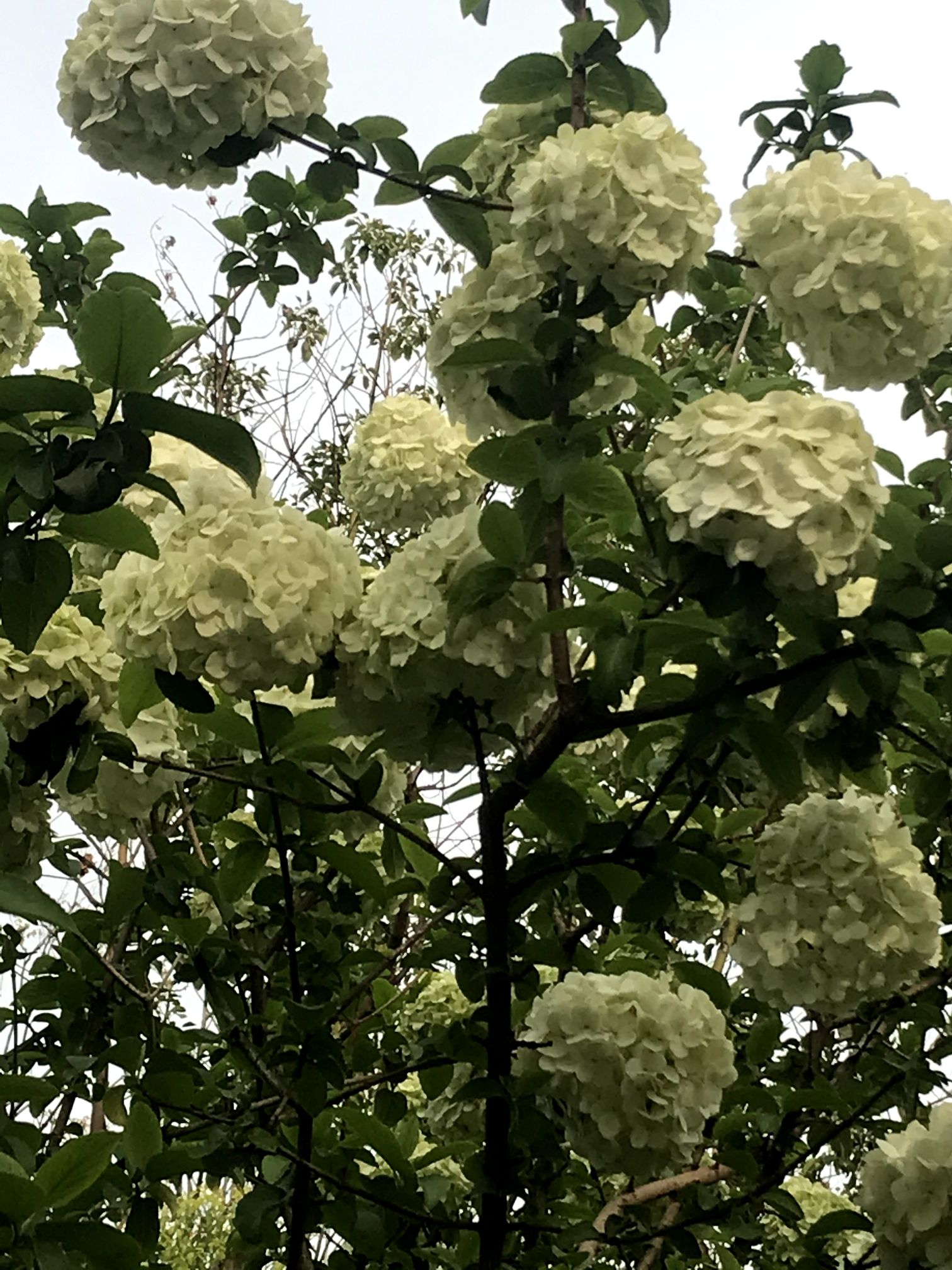南湖幸福湾水上公园旅行图片