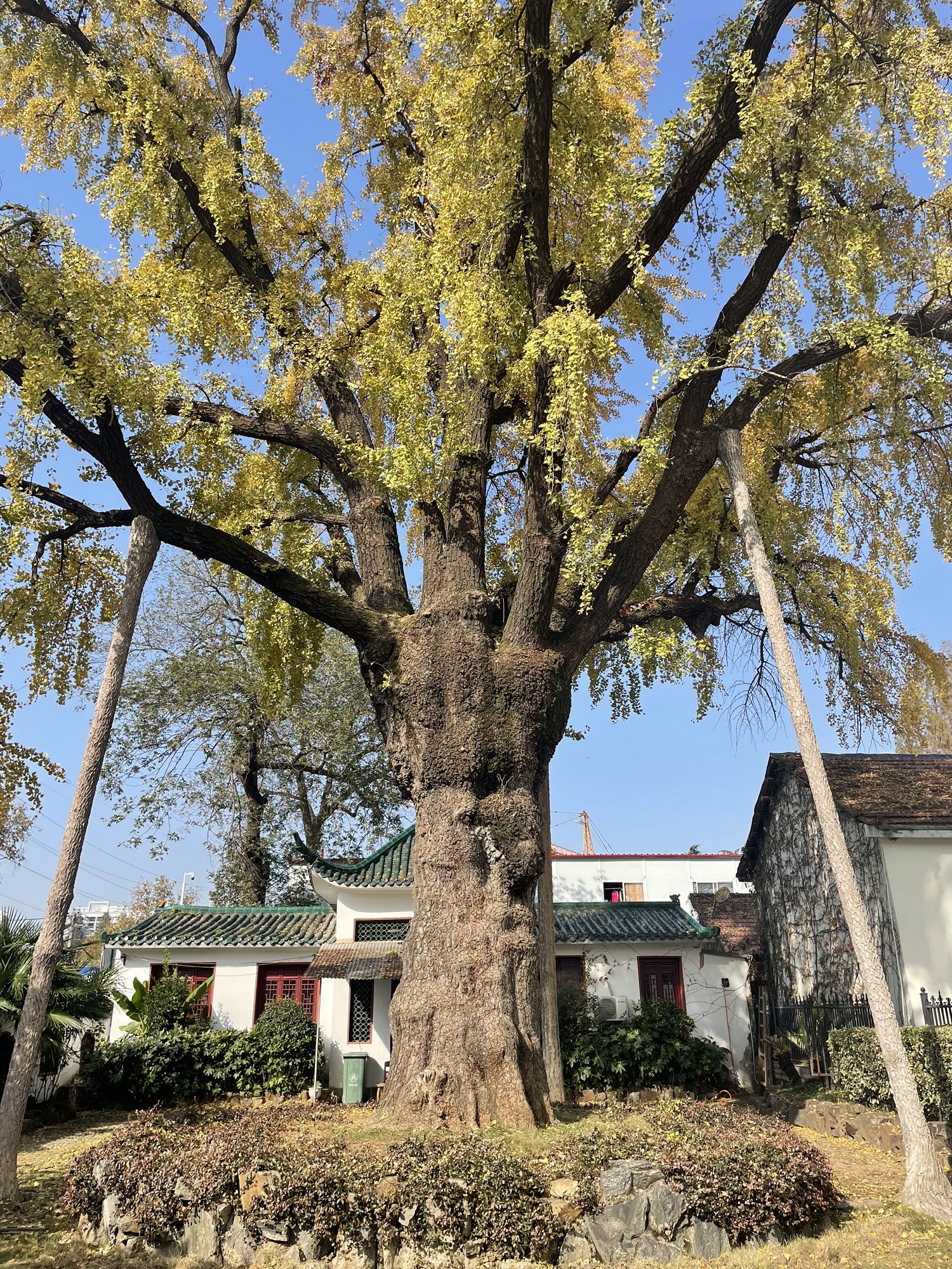 汉阳树