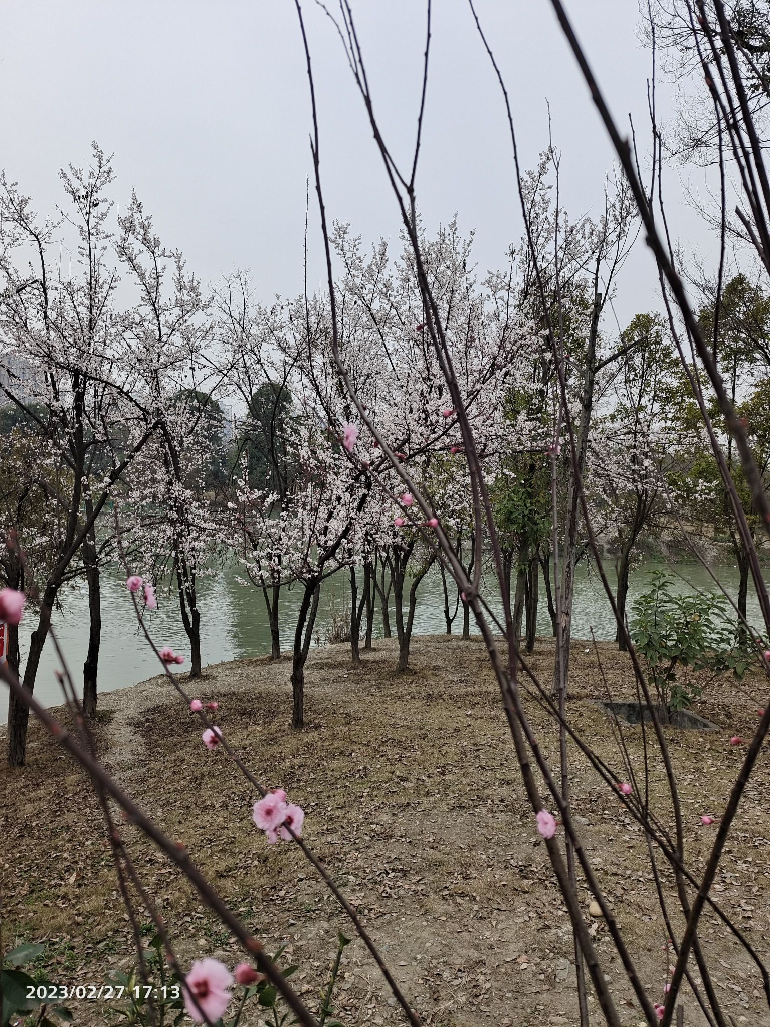 江安河生态公园旅行图片