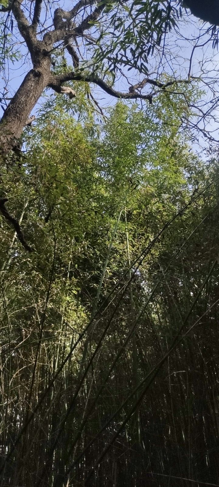友谊公园旅行图片