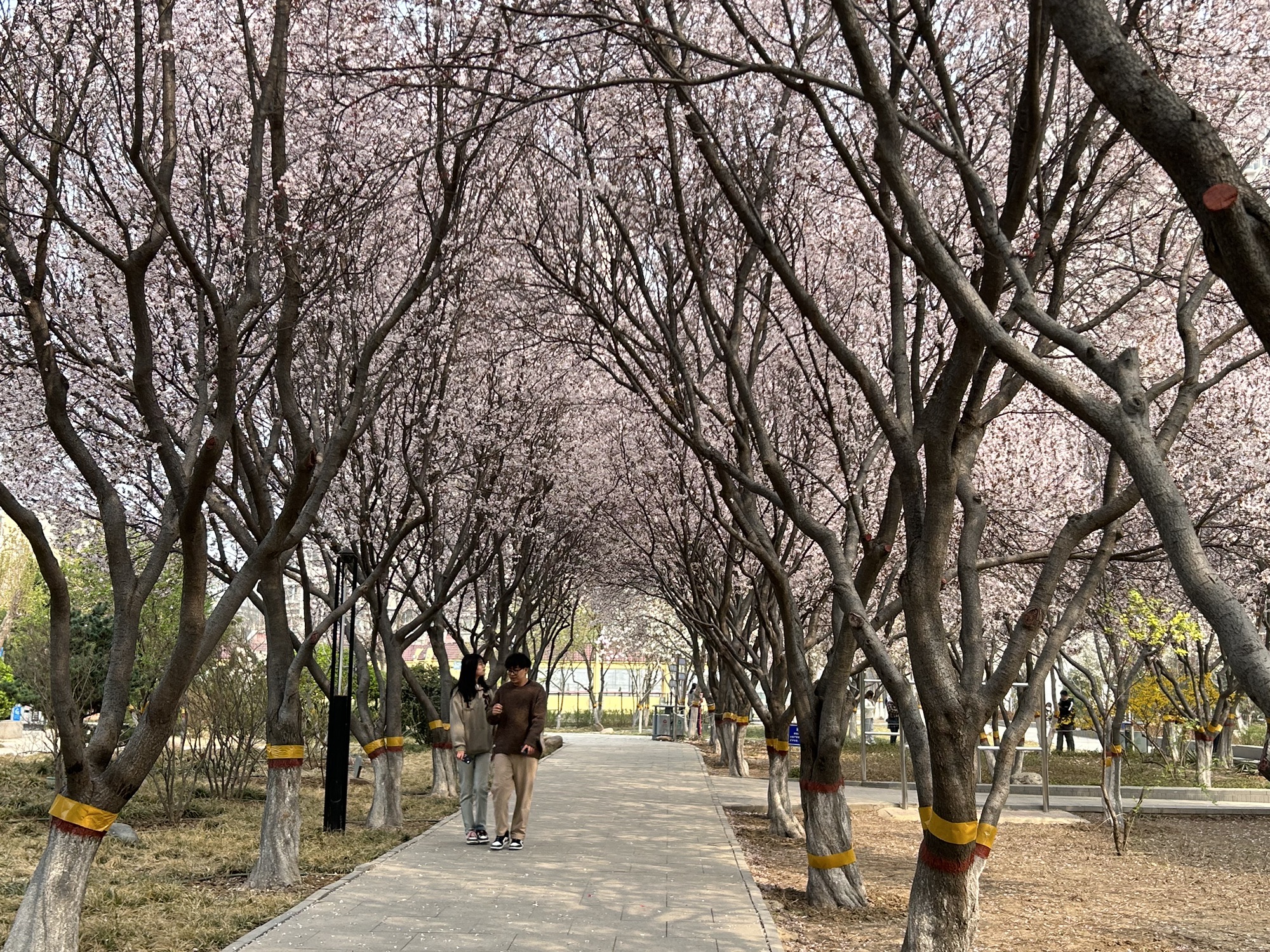 花卉园旅行图片