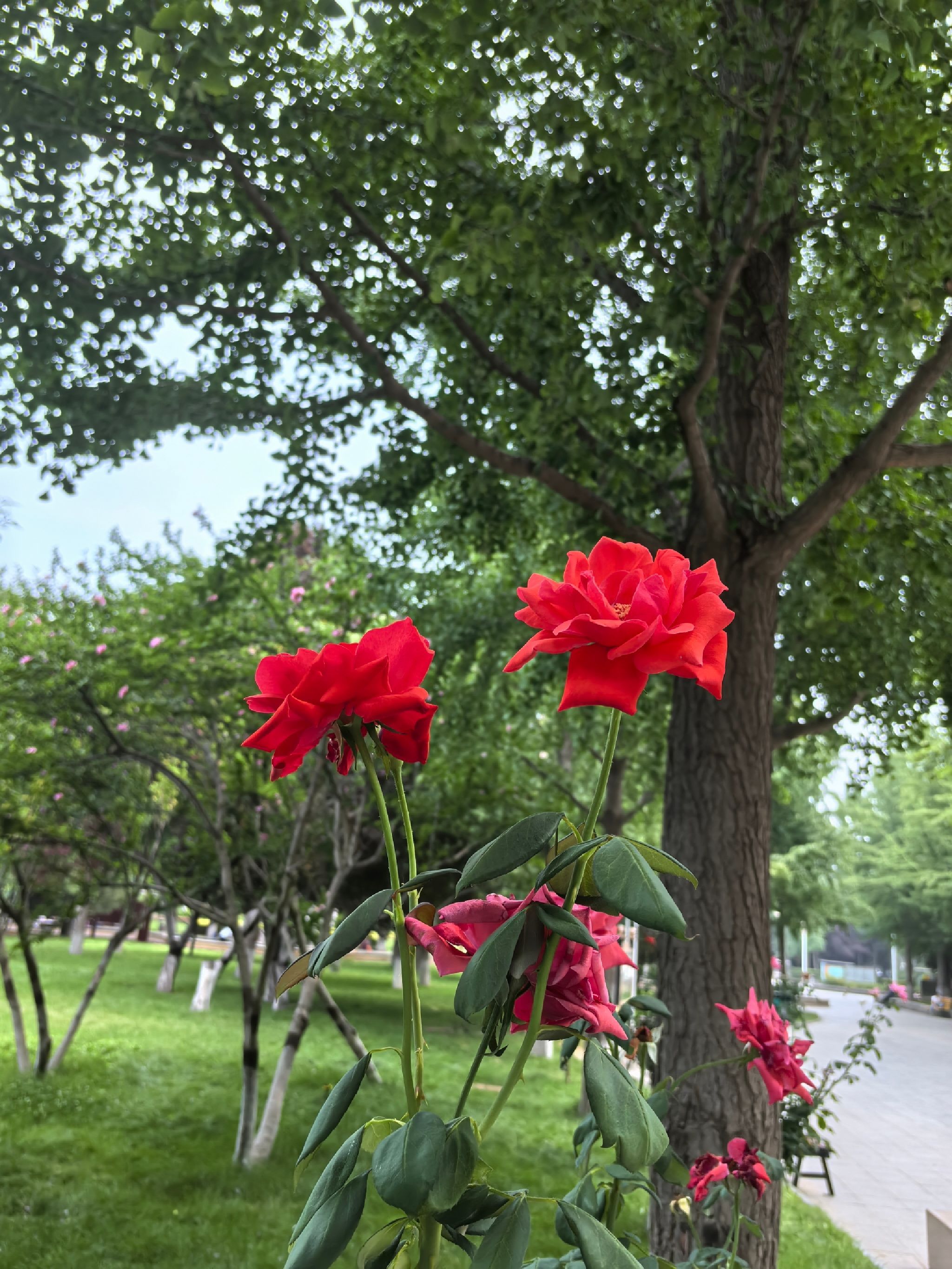 西清公园旅行图片