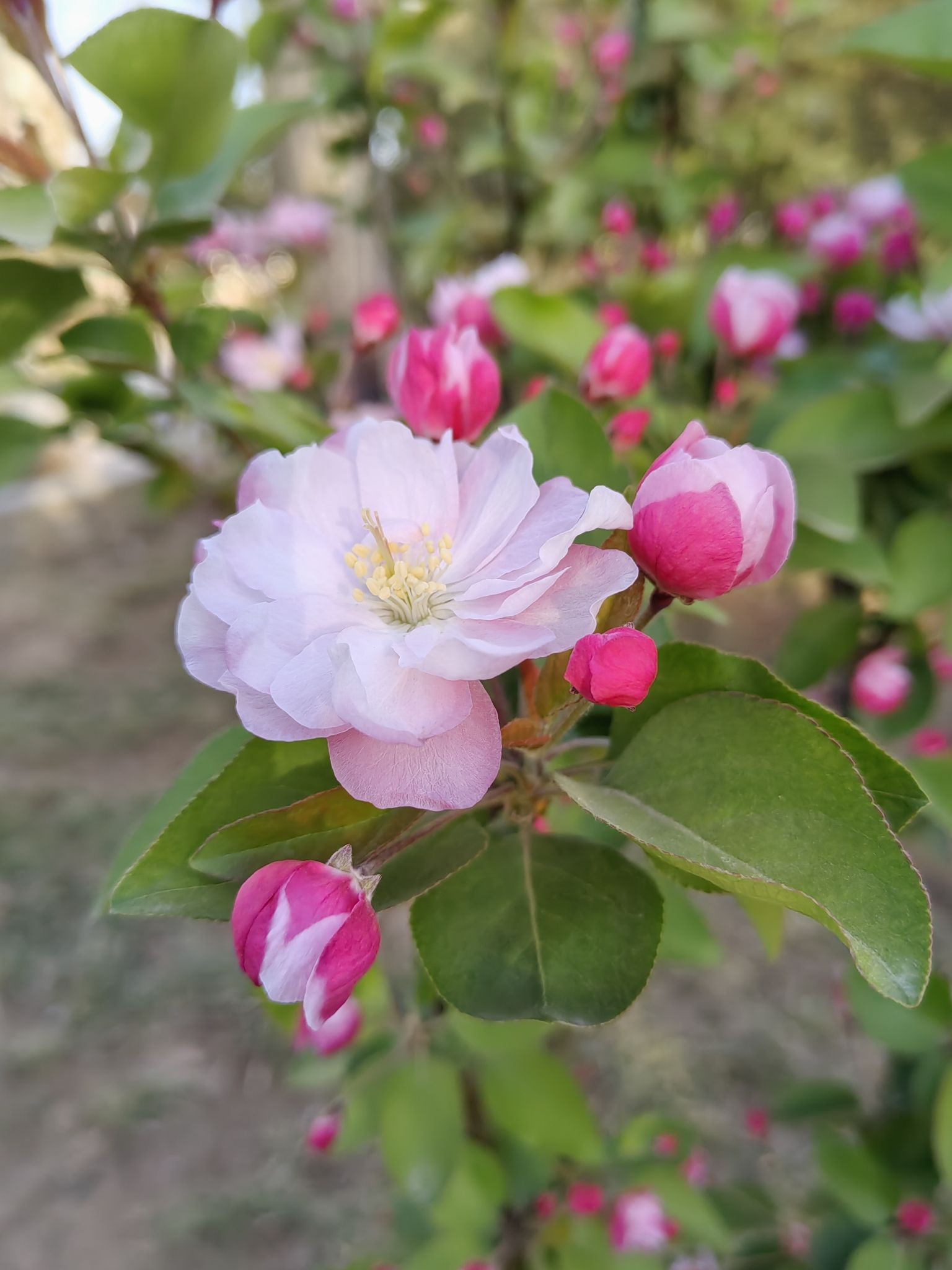 樱花公园