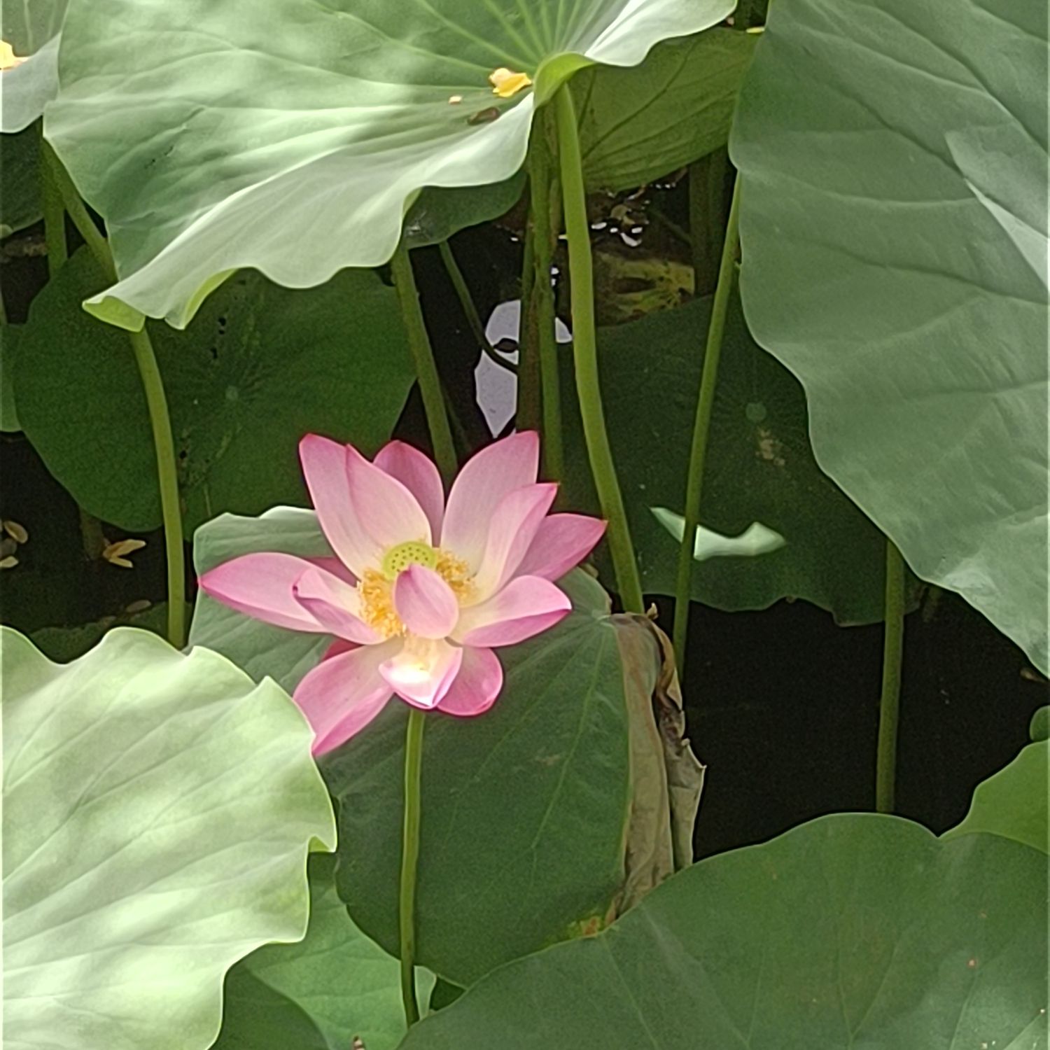 莲池书院博物馆(古莲花池)