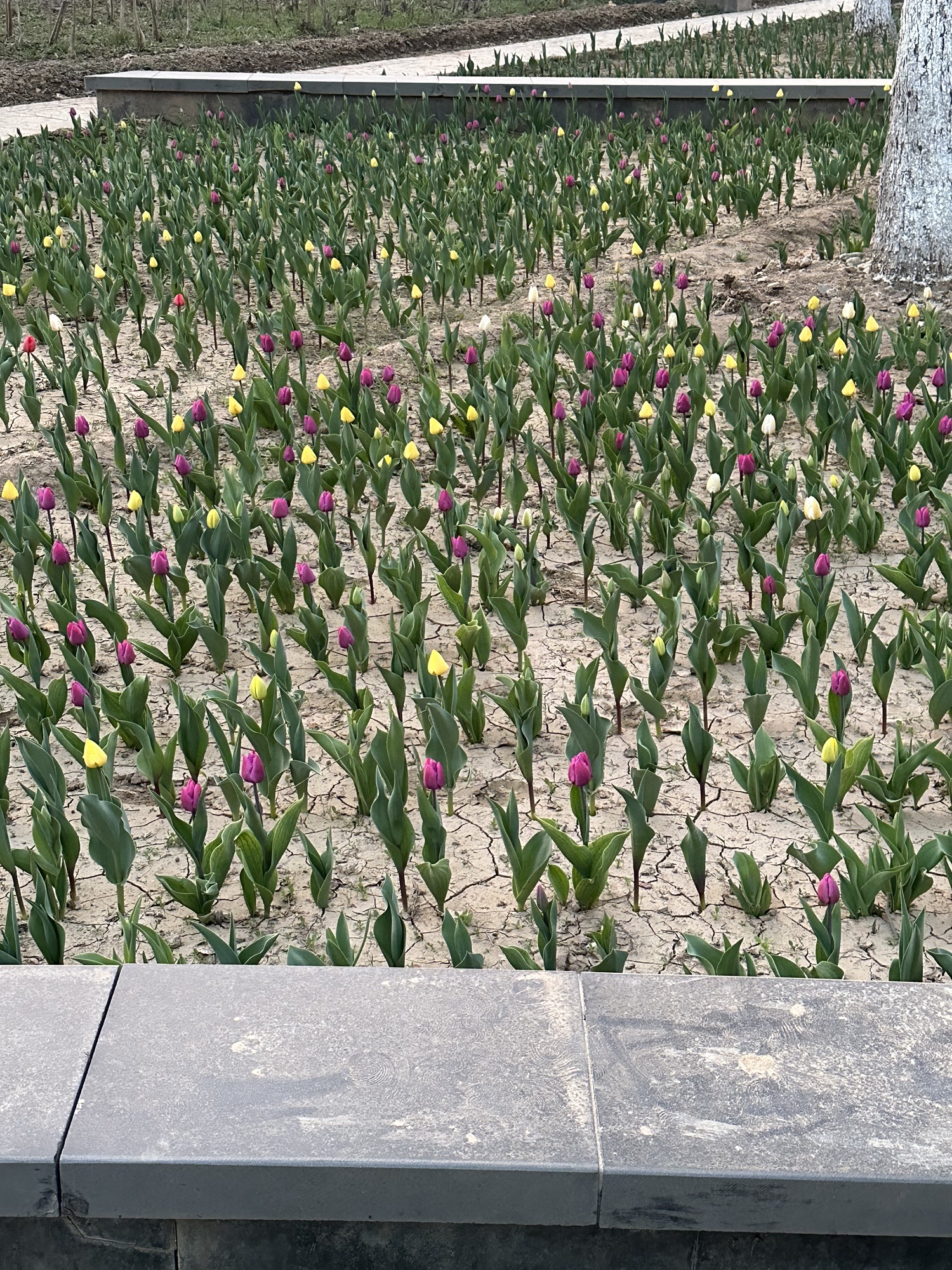 保定市林草生态园