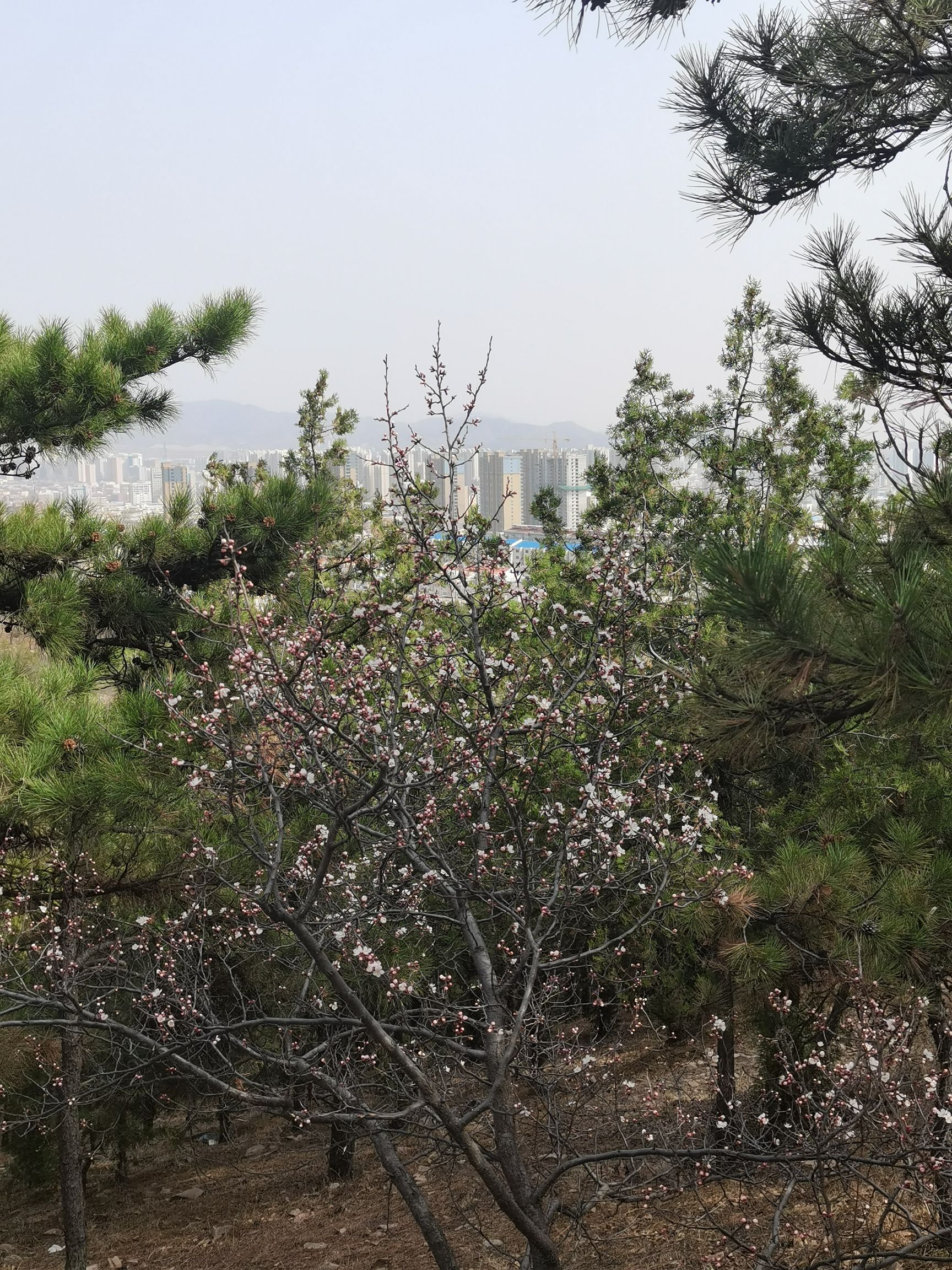 小白山生态公园旅行图片