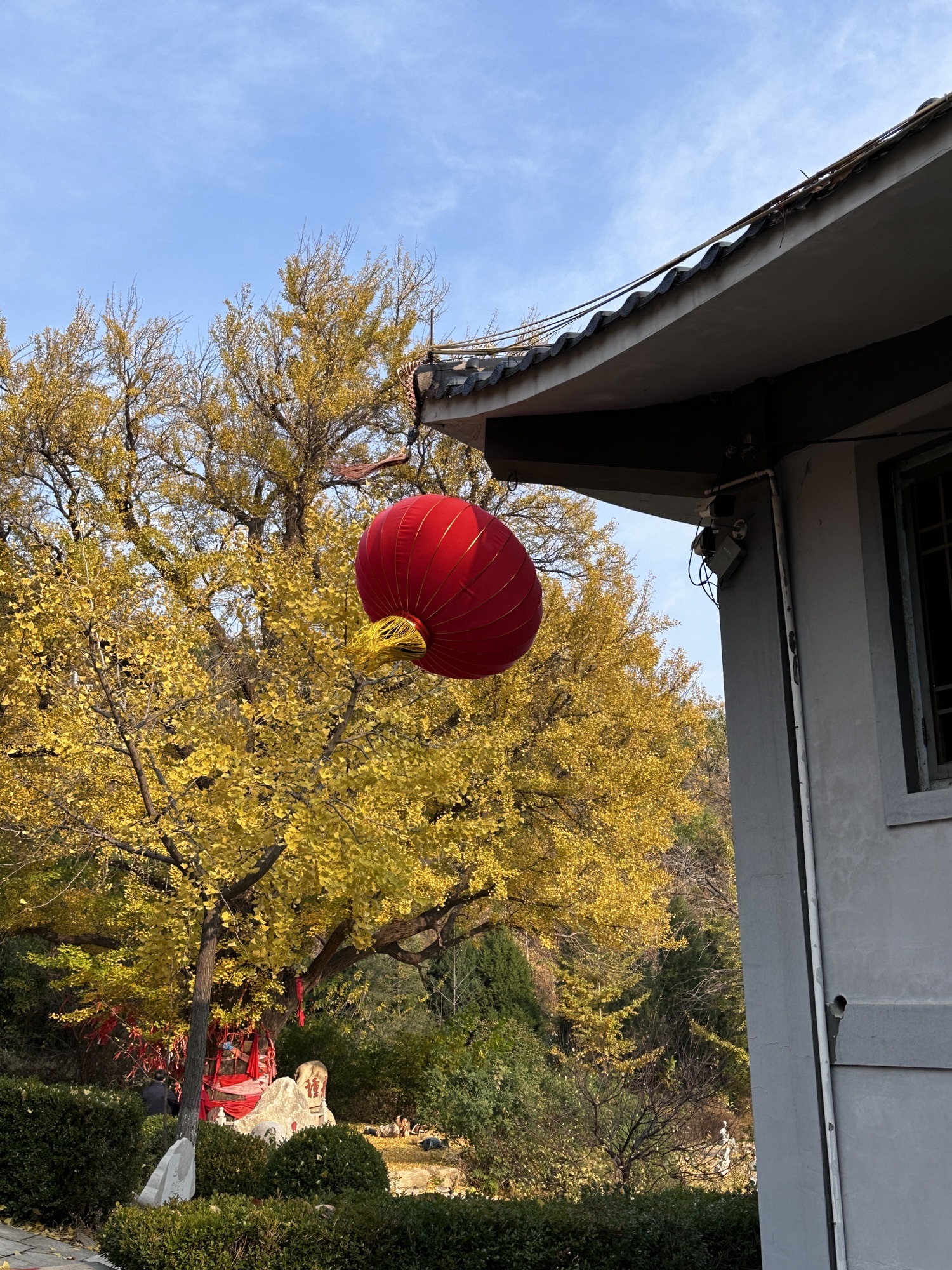 禅林寺古银杏风景园