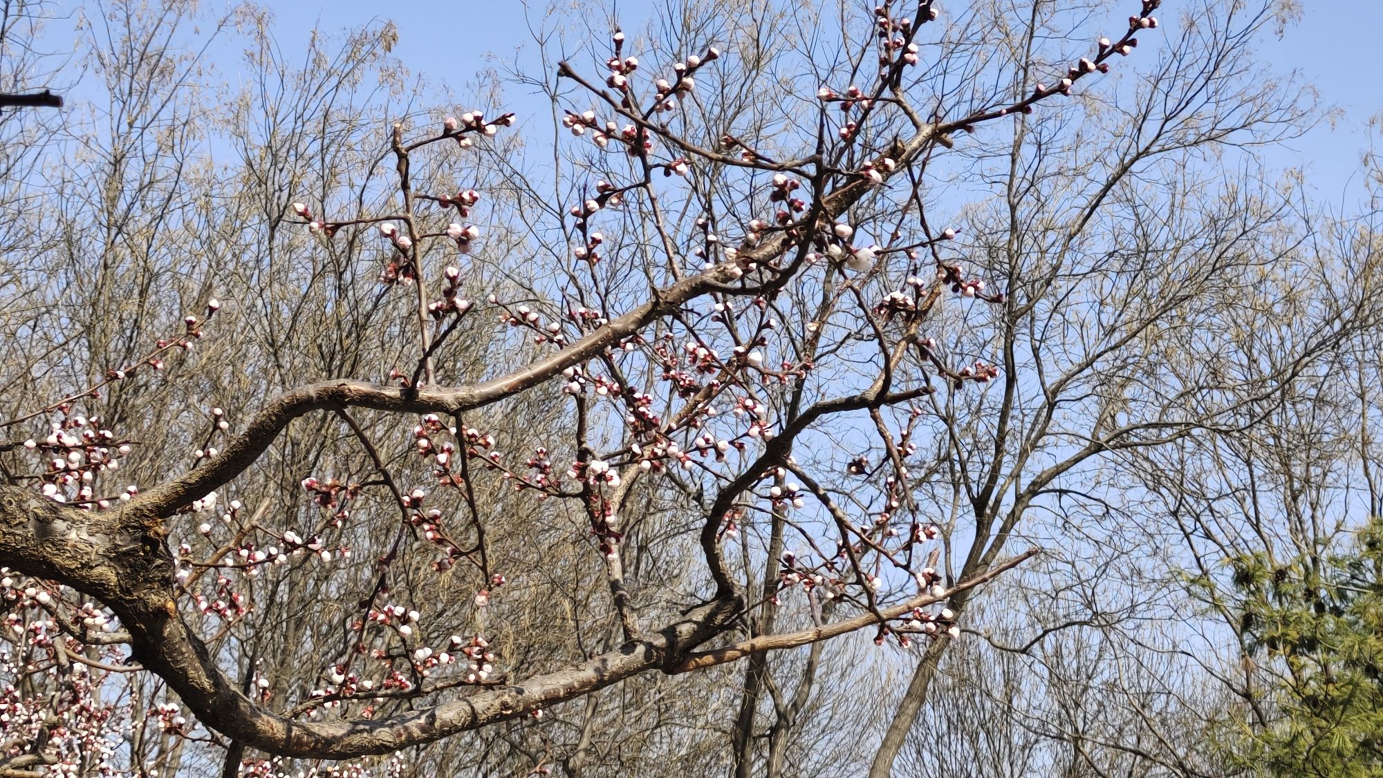 伯雍公园旅行图片