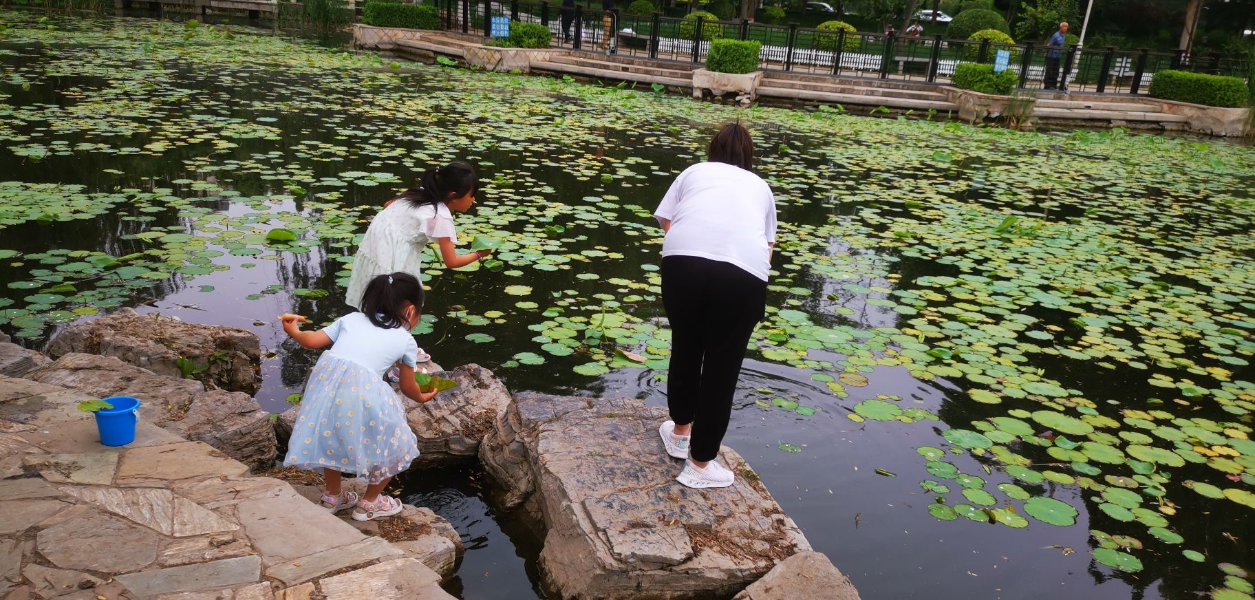 郦湖公园旅行图片