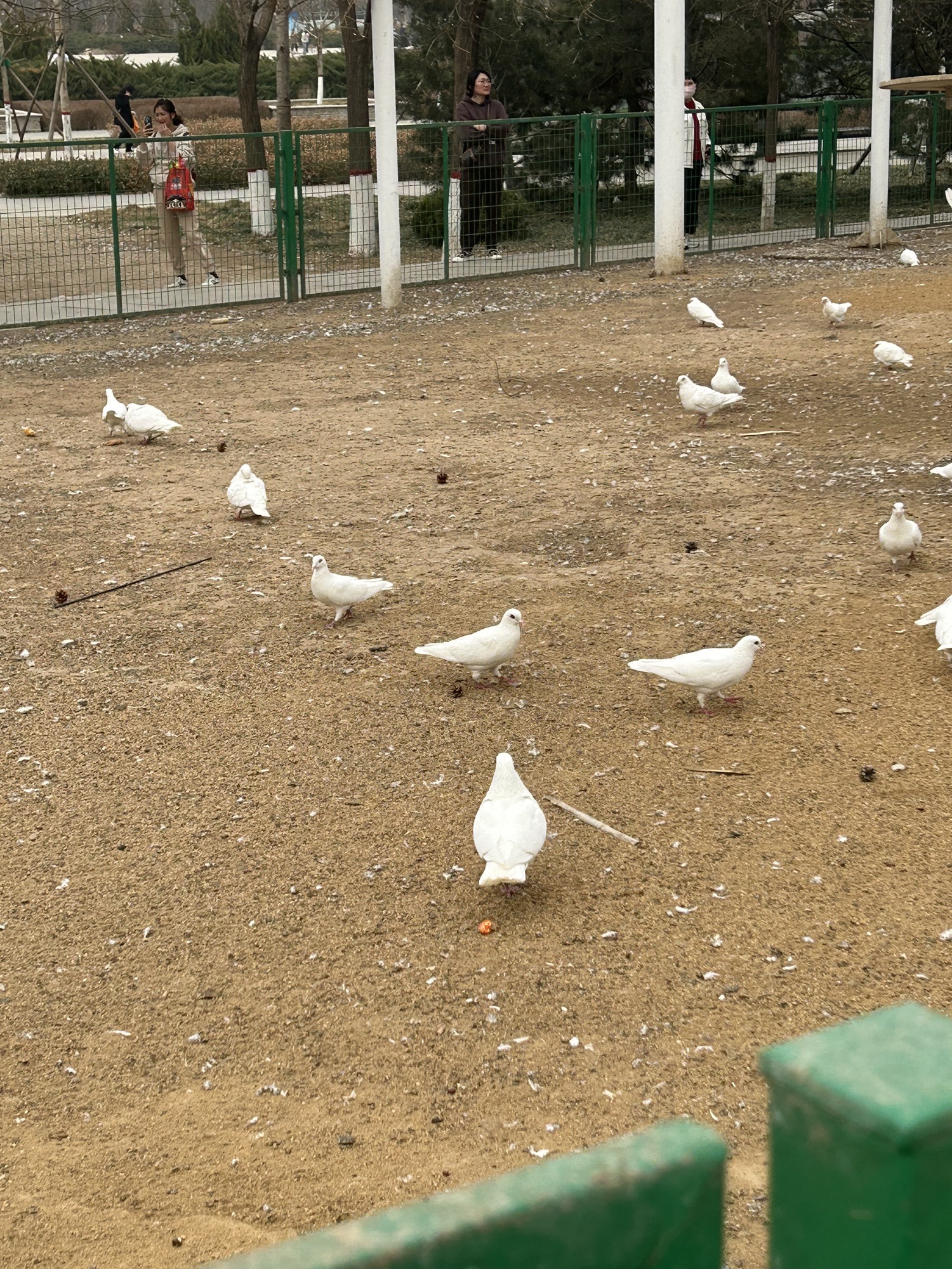 狮城公园旅行图片