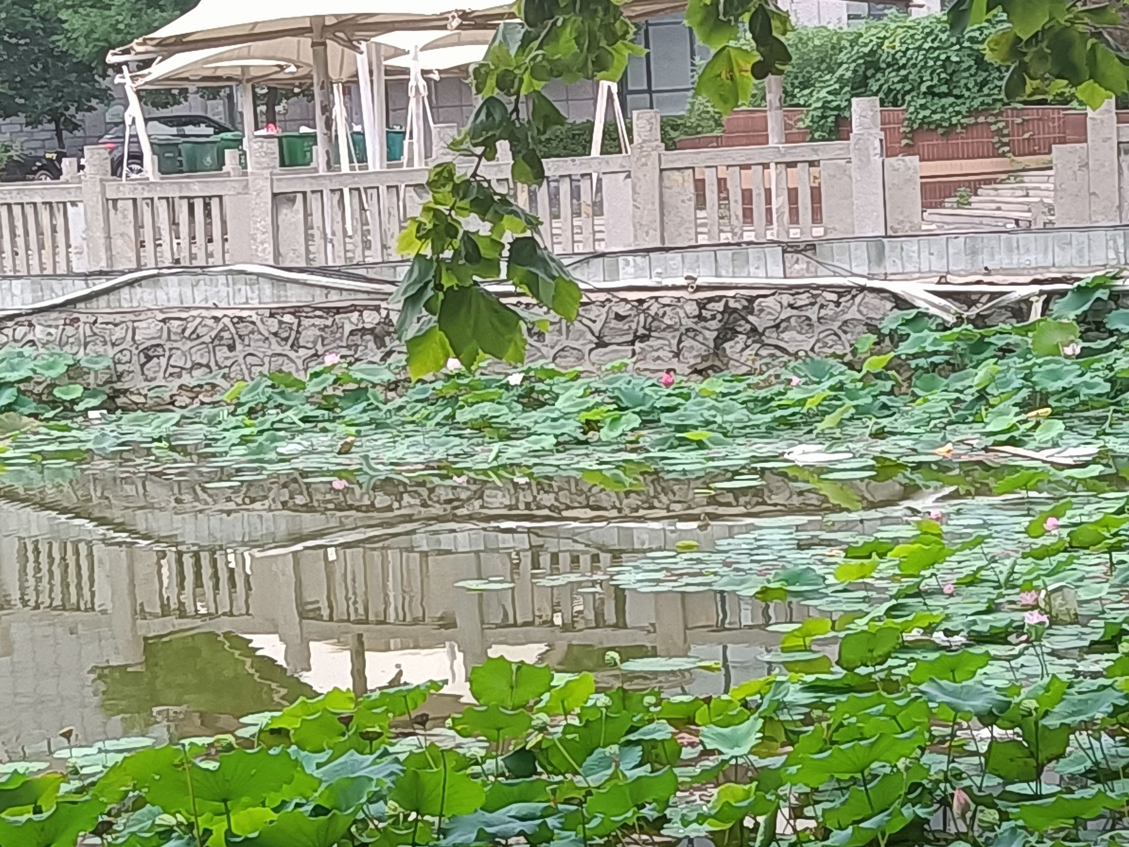 宁晋凤城西湖公园旅行图片